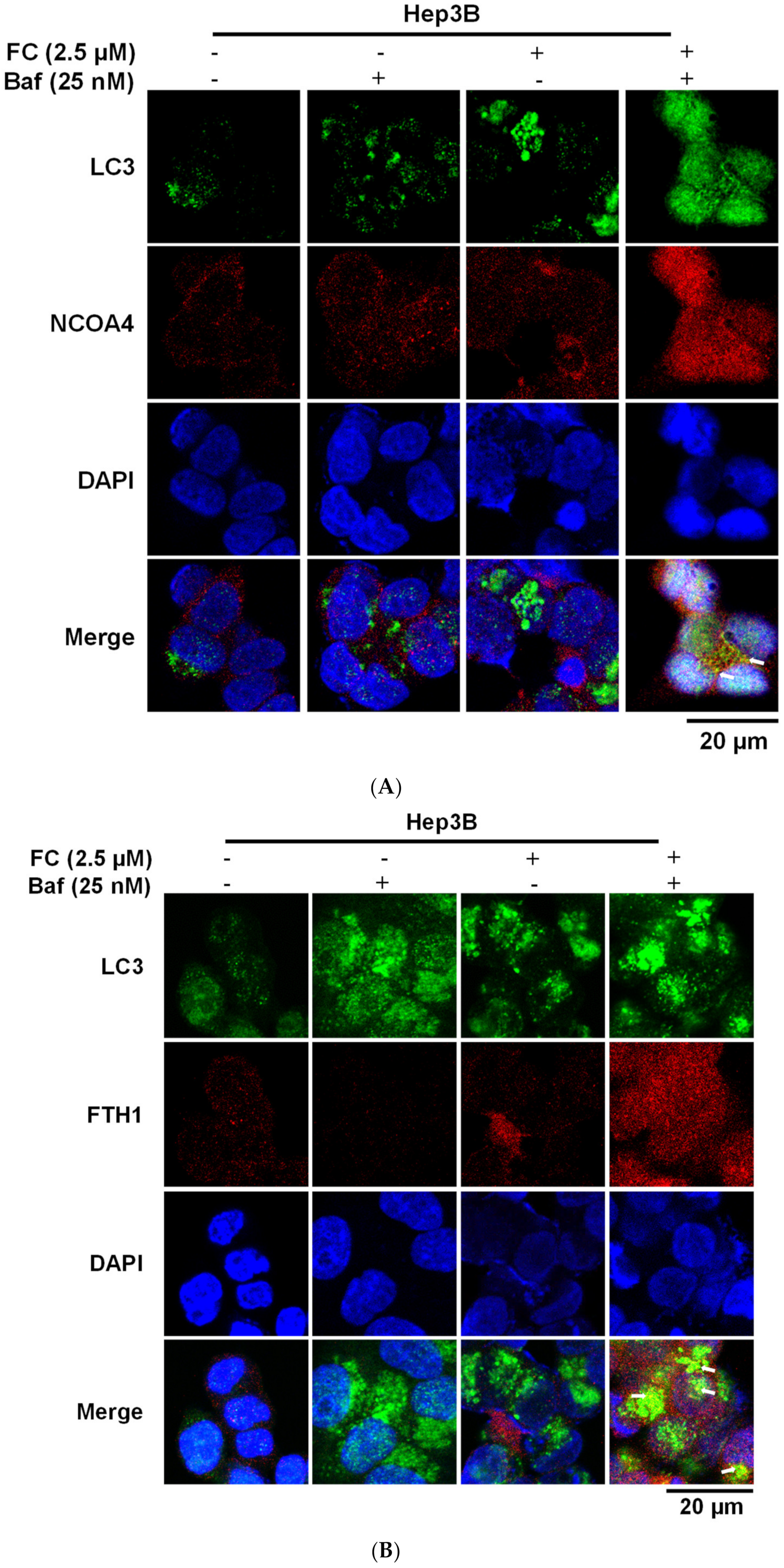 Antioxidants 09 00682 g004a