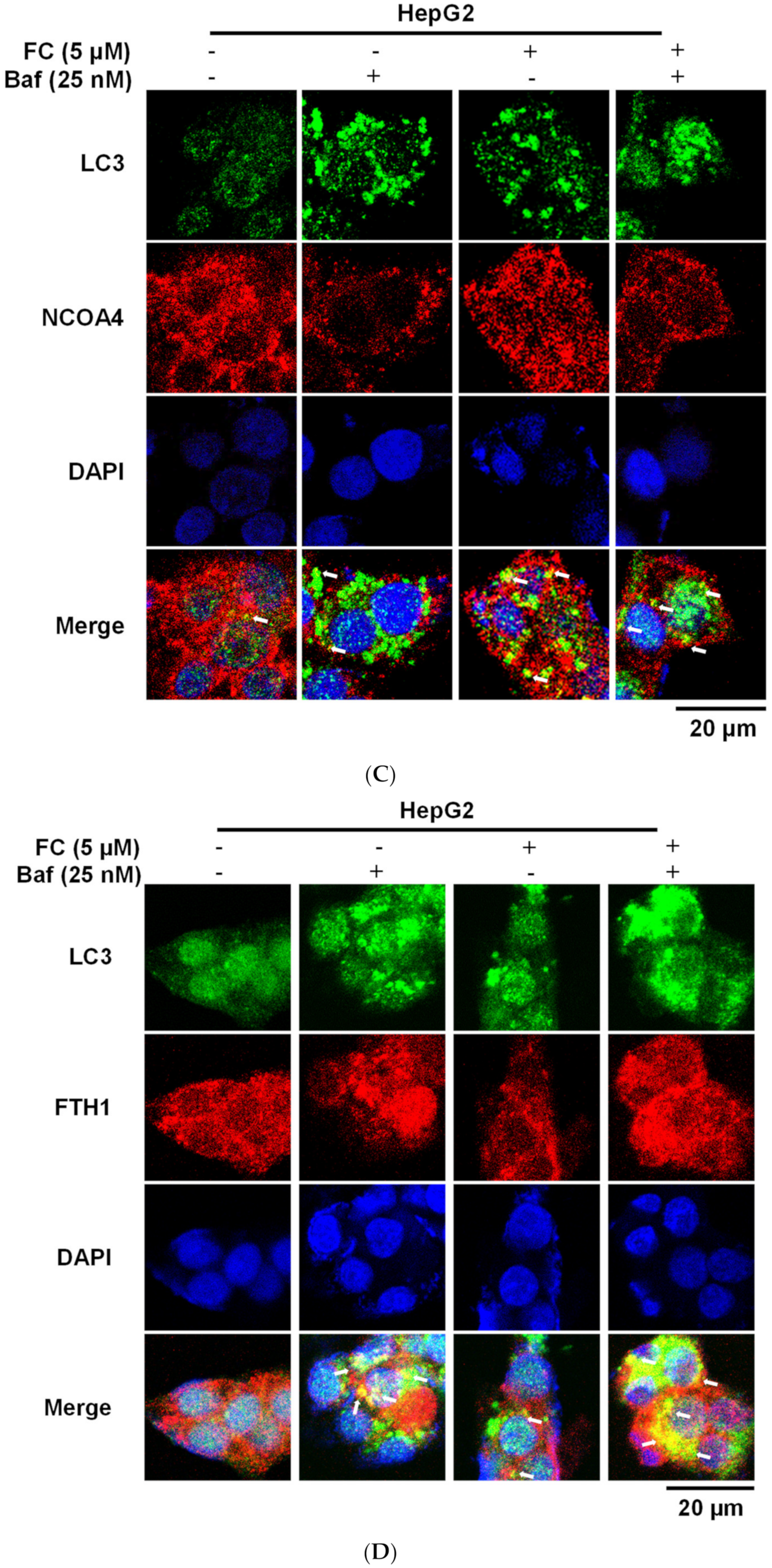 Antioxidants | Free Full-Text | Saponin Formosanin C-Induced