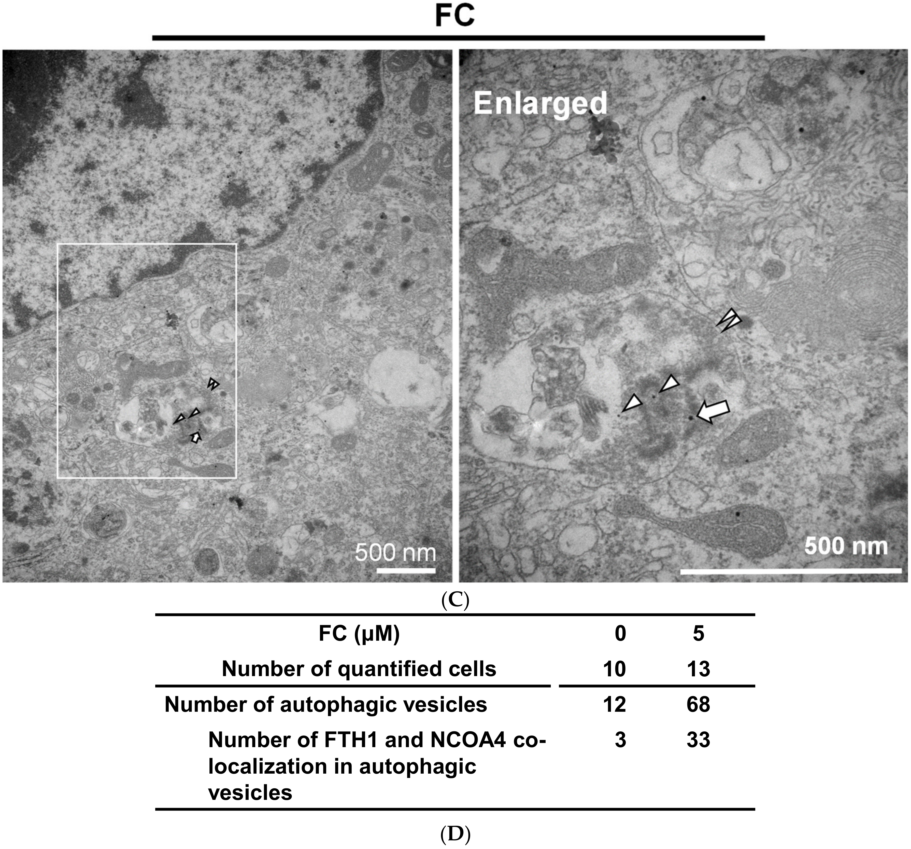 Antioxidants 09 00682 g006b
