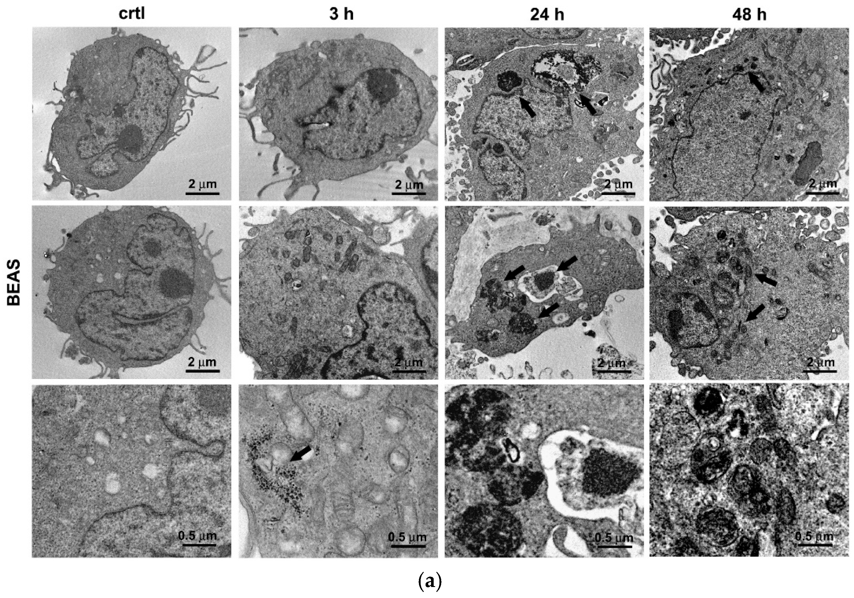 Antioxidants 09 00697 g001a
