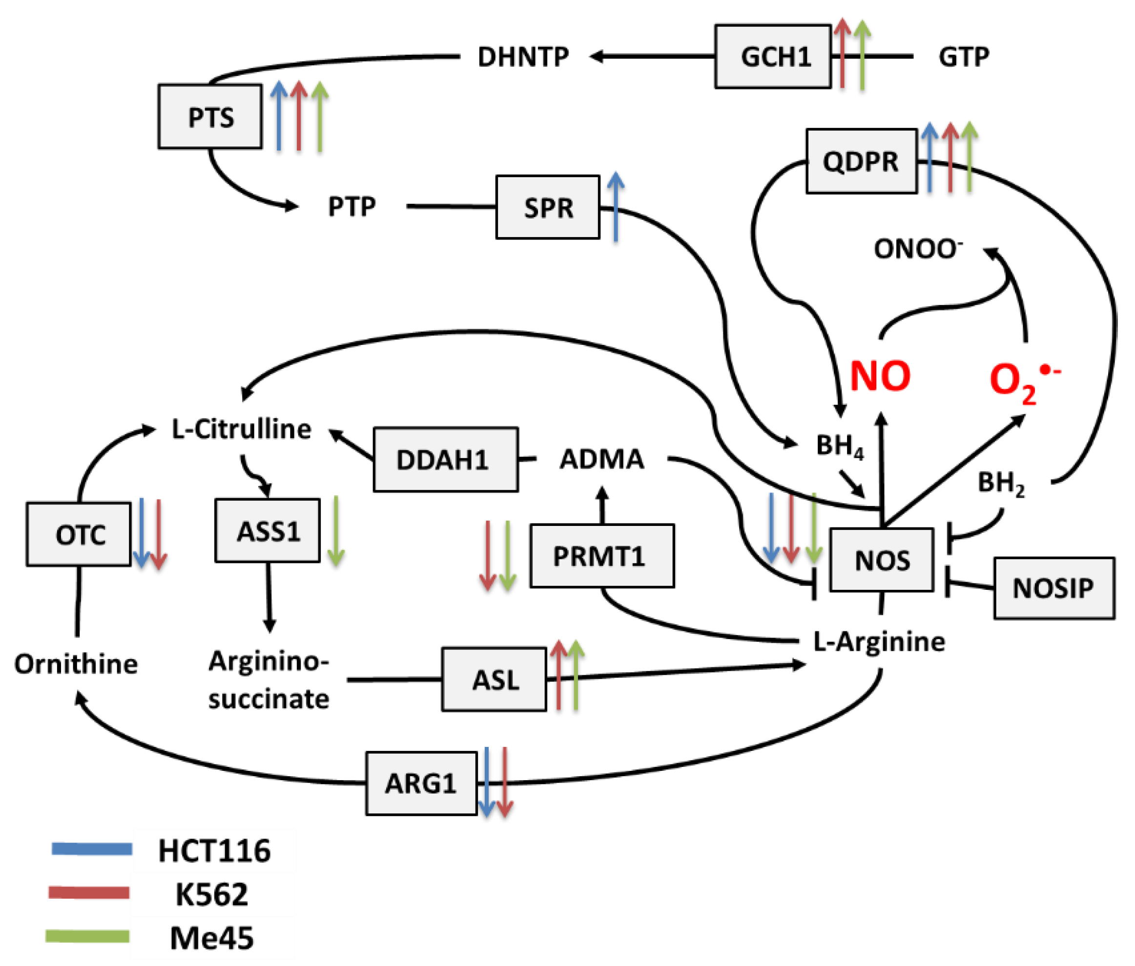 Antioxidants 09 00701 g002 Antioxidants 09 00701 g002