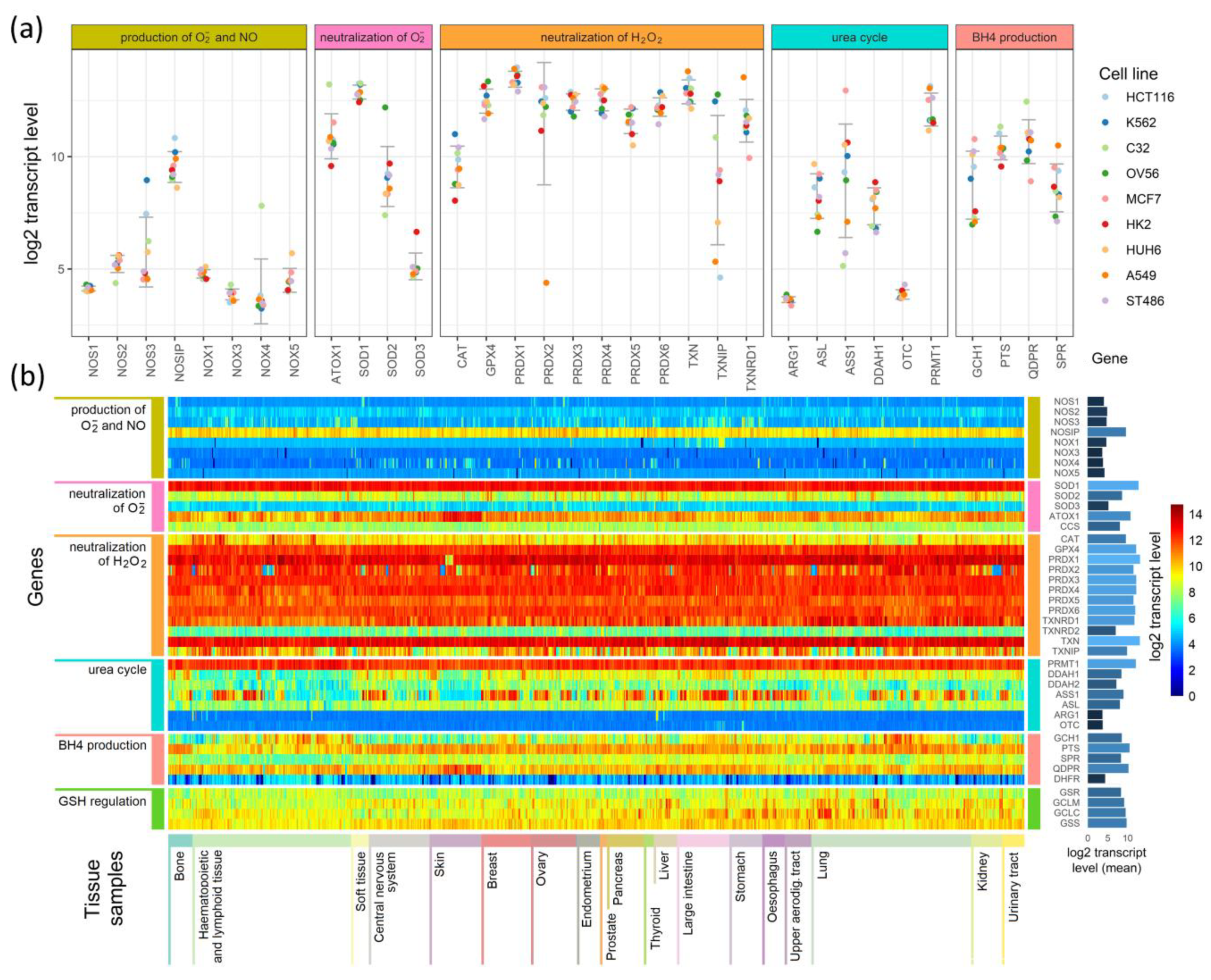 Antioxidants 09 00701 g004 Antioxidants 09 00701 g004