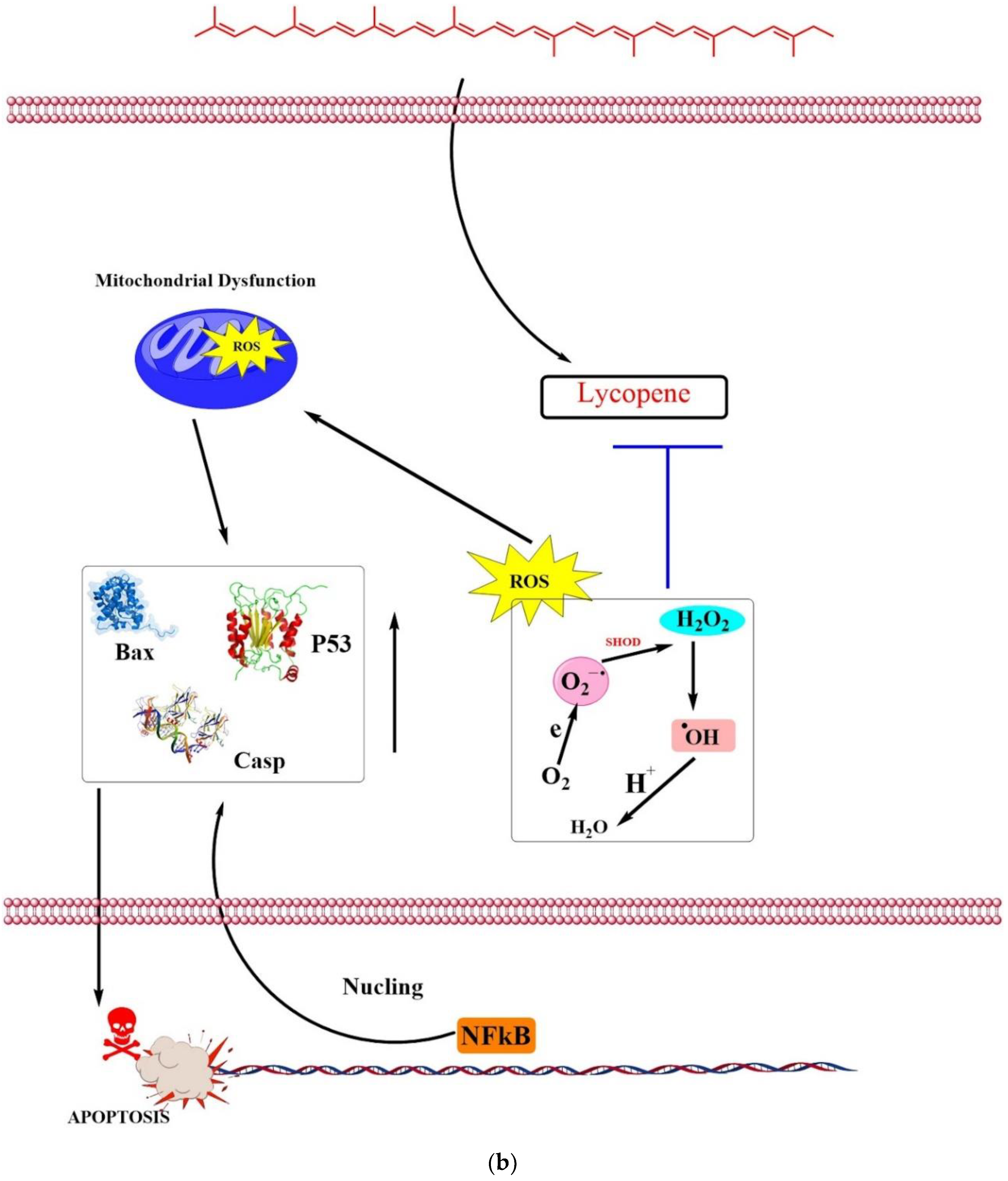 lycopene prostate inflammation