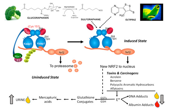 totto Current Landscape of NRF2 Biomarkers in Clinical Trials