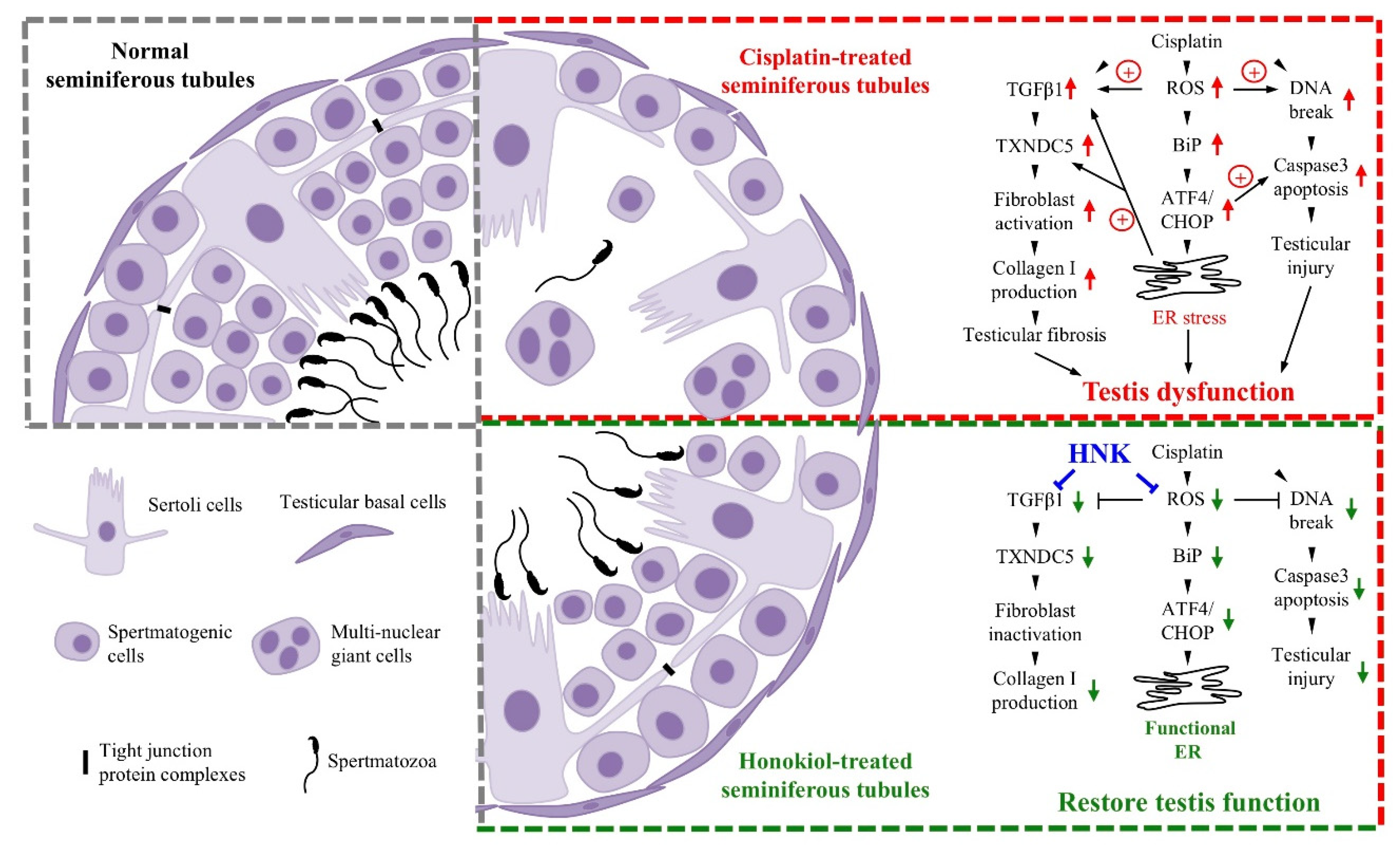 Antioxidants 09 00723 g008
