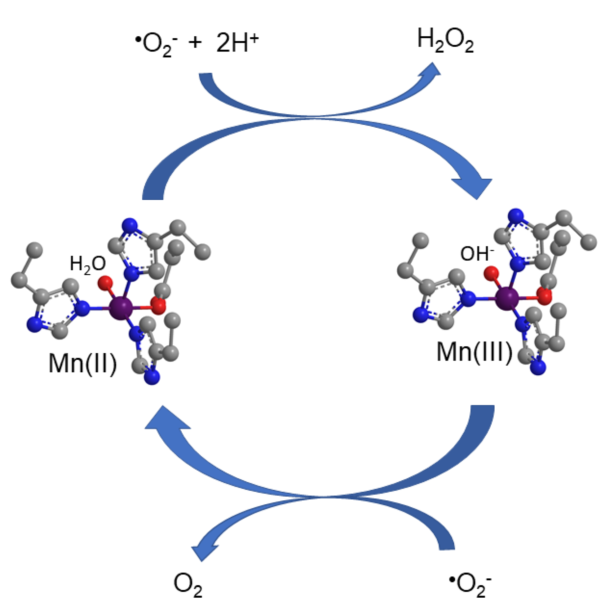 Antioxidants 09 00727 g002 Antioxidants 09 00727 g002