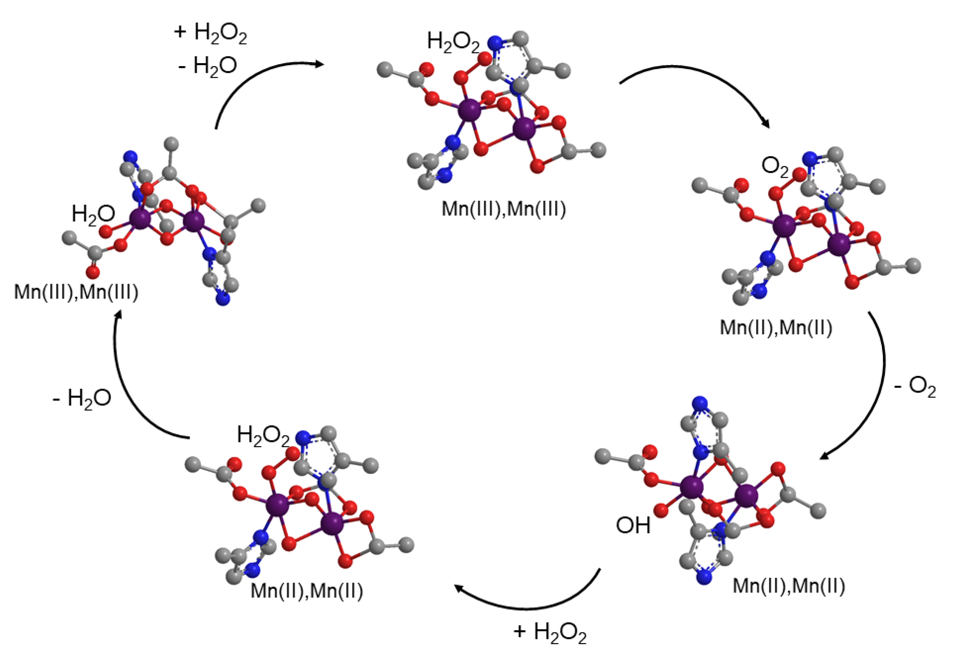 Antioxidants 09 00727 g003 Antioxidants 09 00727 g003