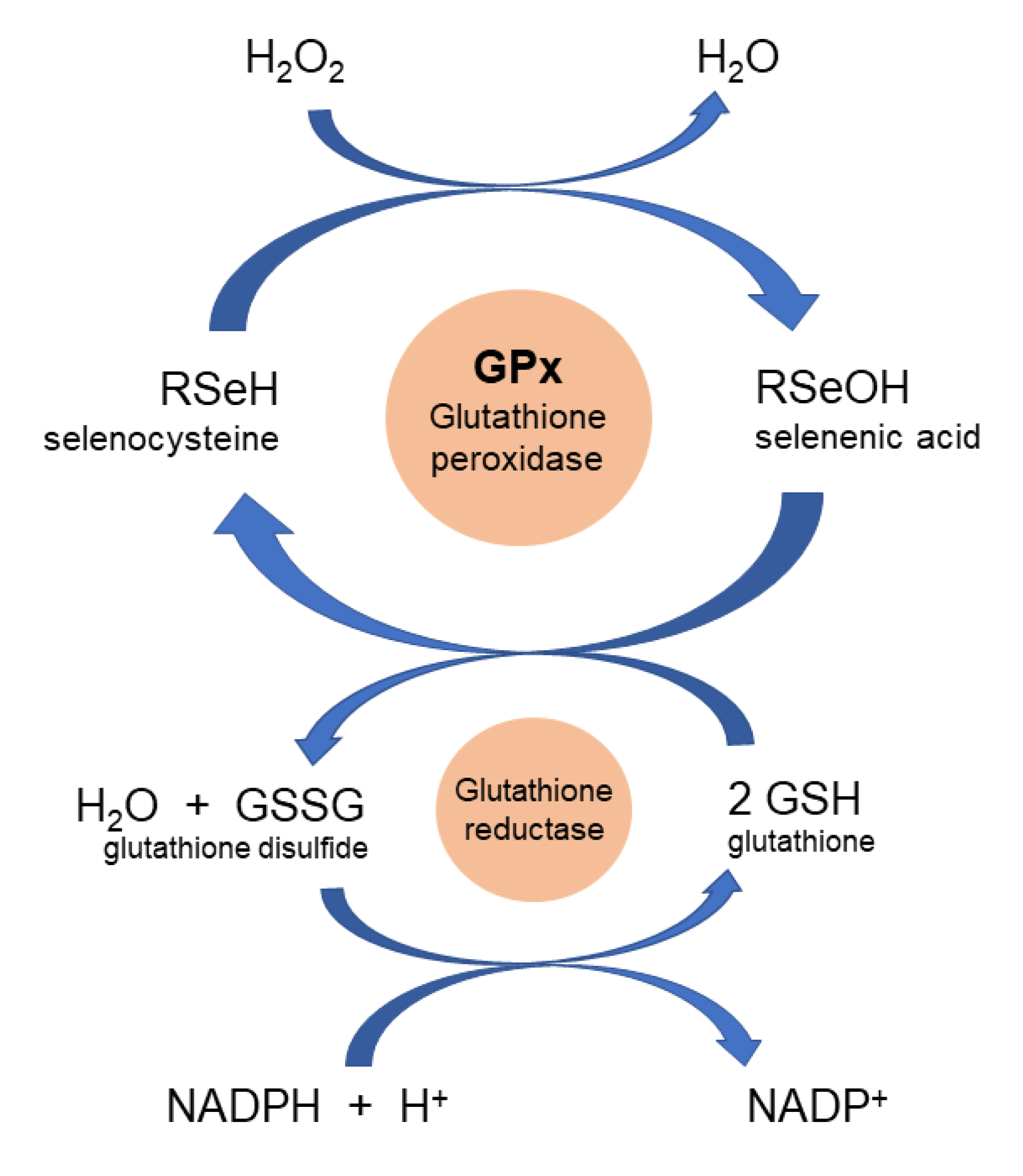 Antioxidants 09 00727 g004 Antioxidants 09 00727 g004