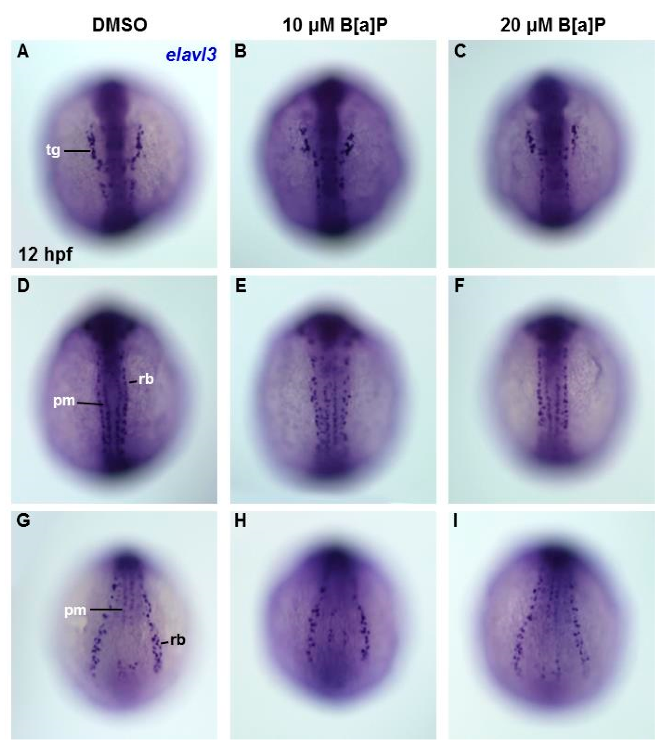 Antioxidants 09 00731 g004 Antioxidants 09 00731 g004