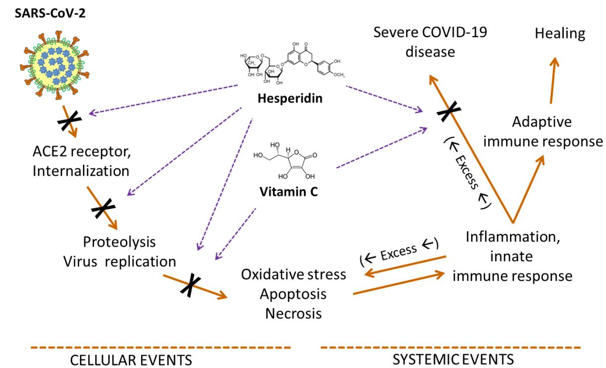Antioxidants Free FullText Hesperidin and SARSCoV2 New Light on