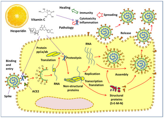 Antioxidants 09 00742 g001 550