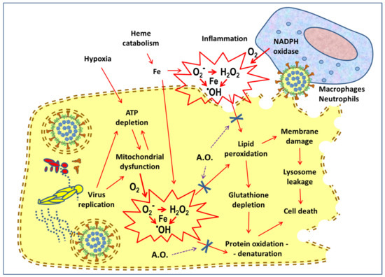 Antioxidants 09 00742 g002 550