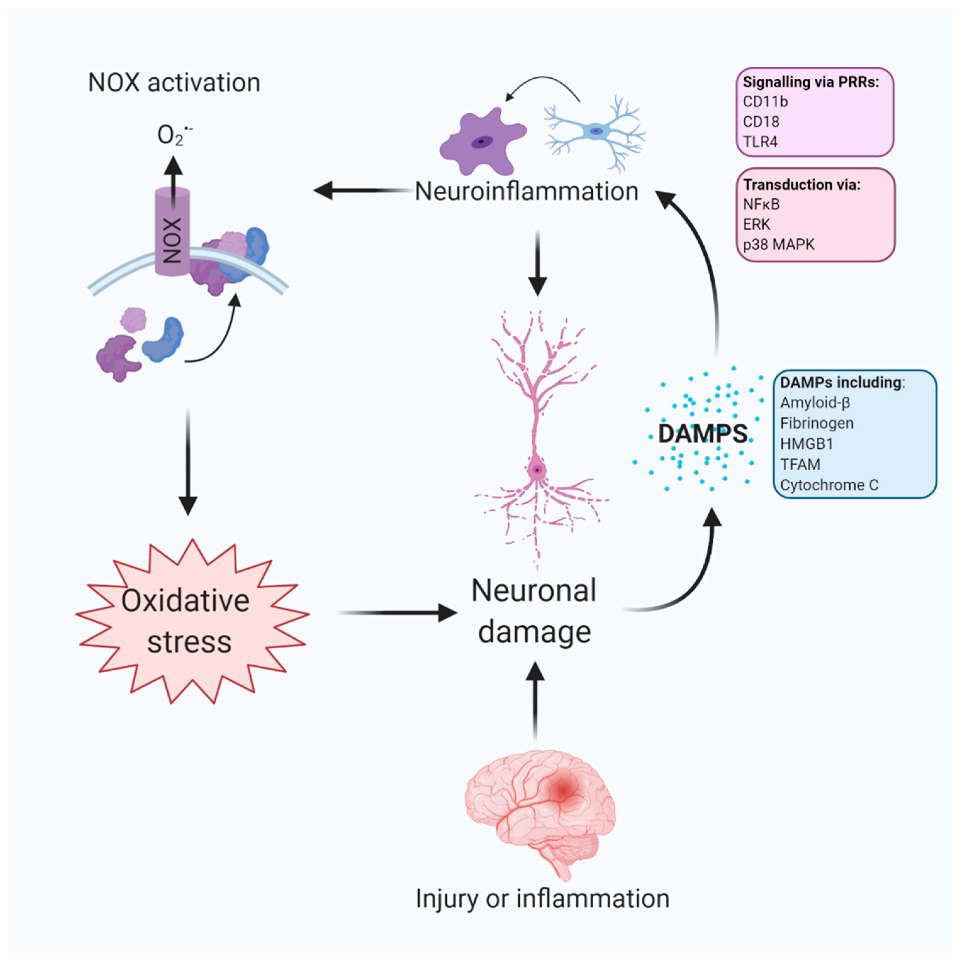 Antioxidants 09 00743 g002 Antioxidants 09 00743 g002
