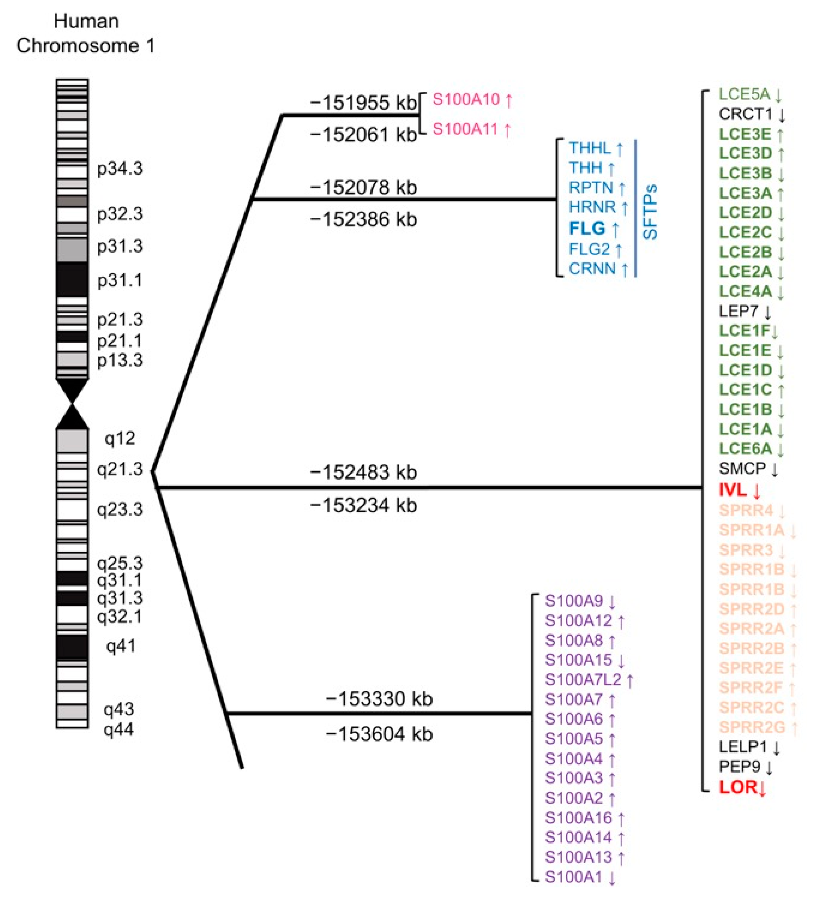 Antioxidants 09 00751 g002