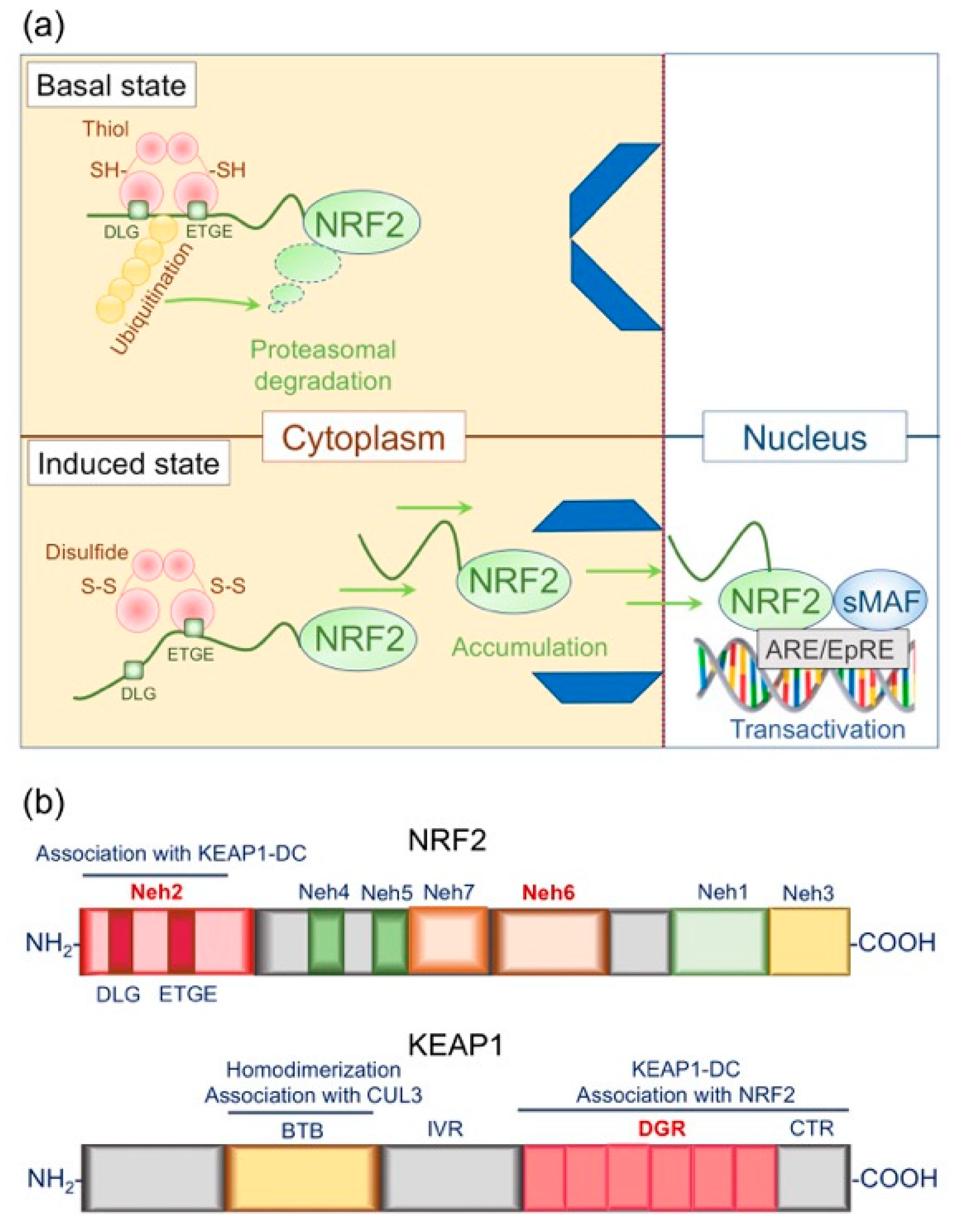 Antioxidants 09 00751 g004