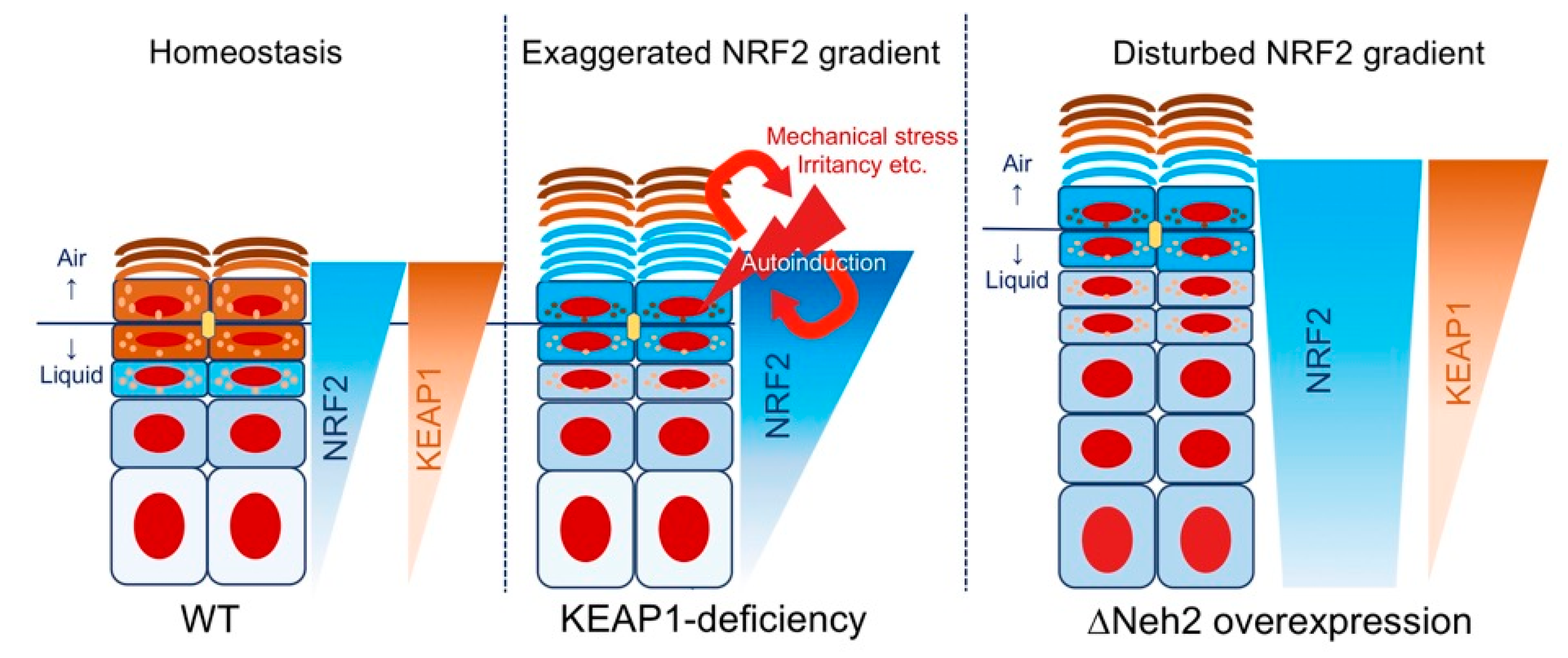 Antioxidants 09 00751 g005