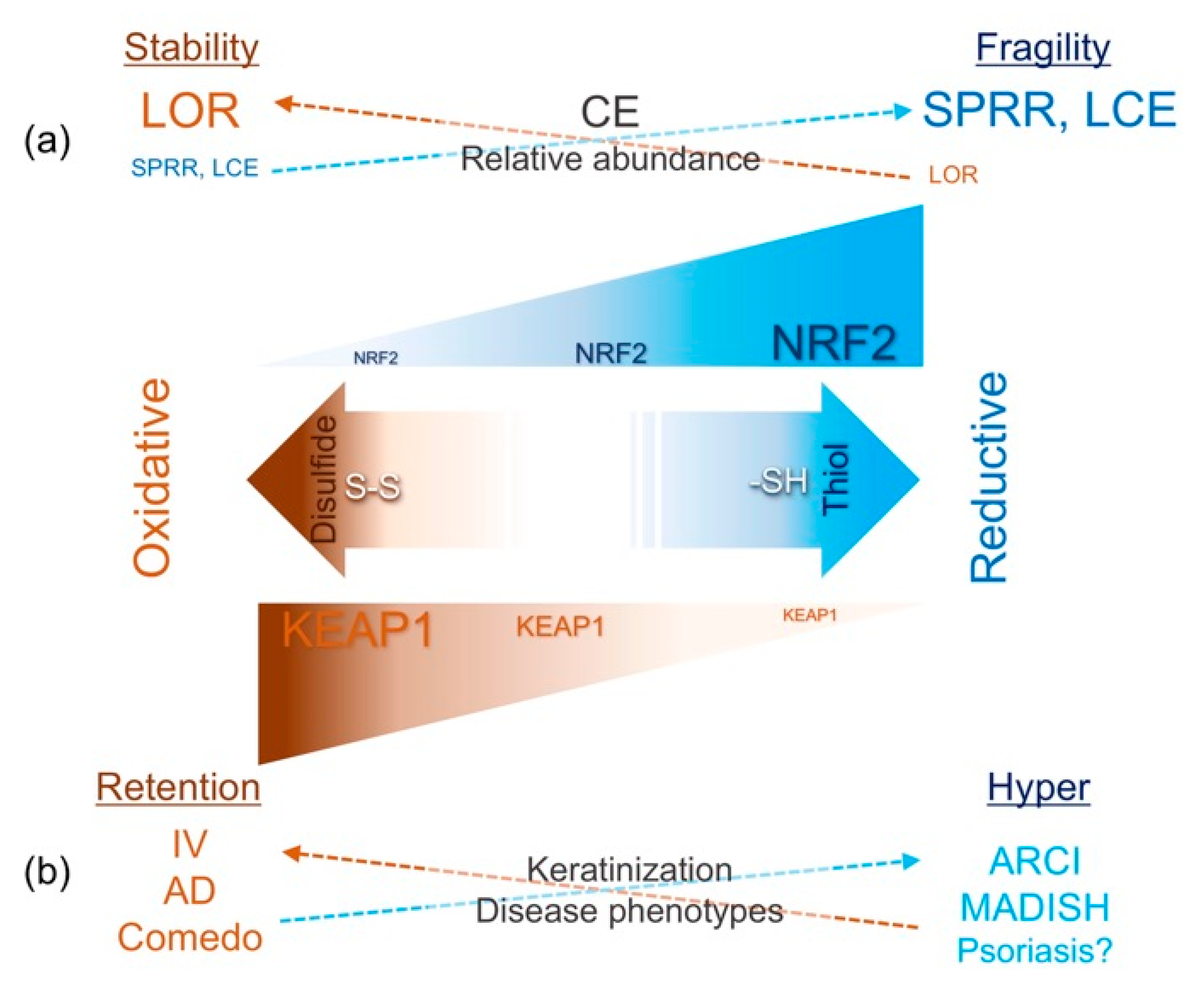 Antioxidants 09 00751 g006