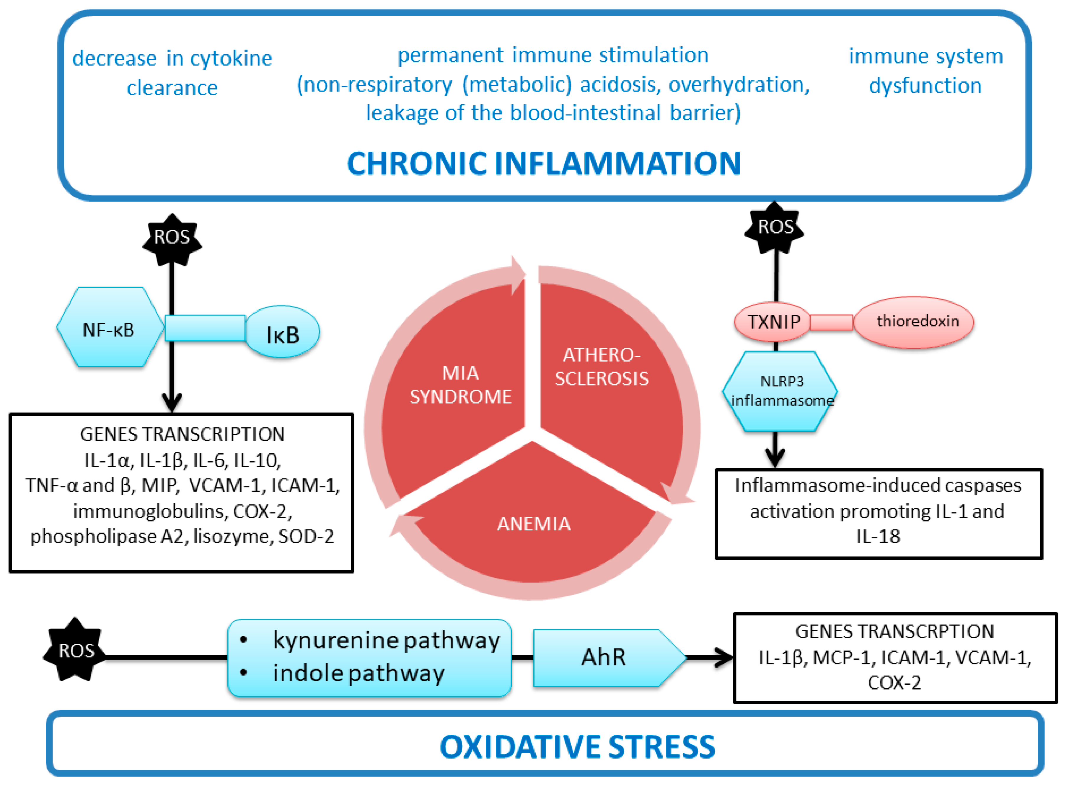Antioxidants Free FullText Chronic Kidney Disease as Oxidative