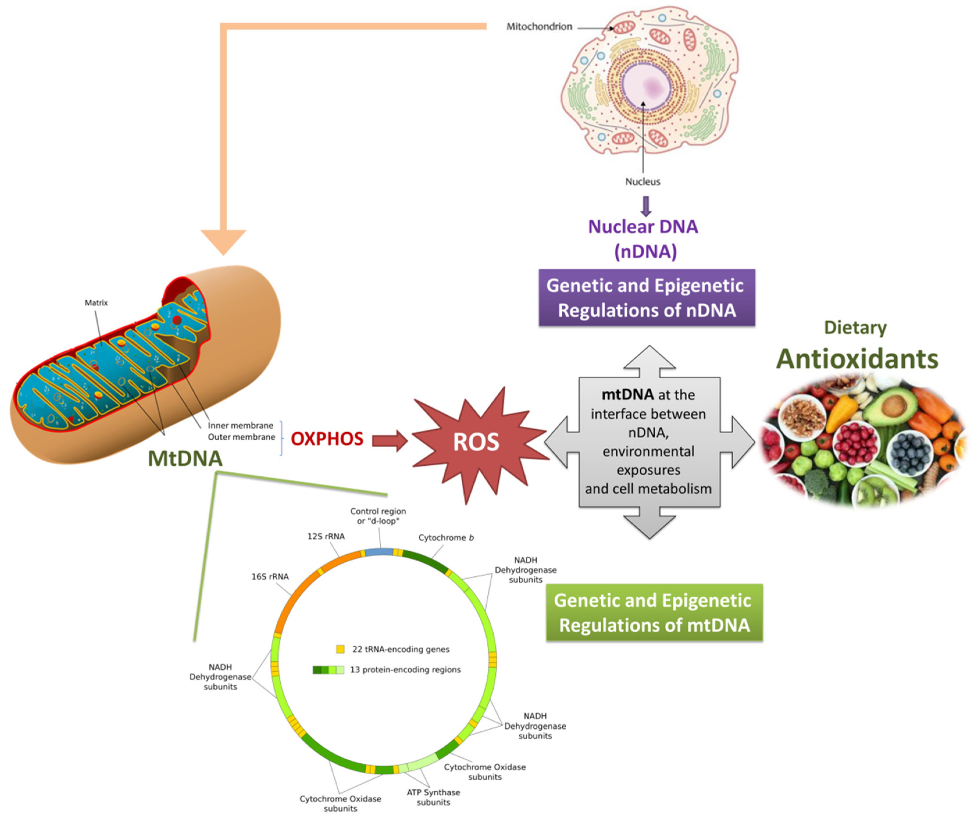 Antioxidants Free Full Text Mitochondrial Dna And Neurodegeneration Any Role For Dietary Antioxidants Html