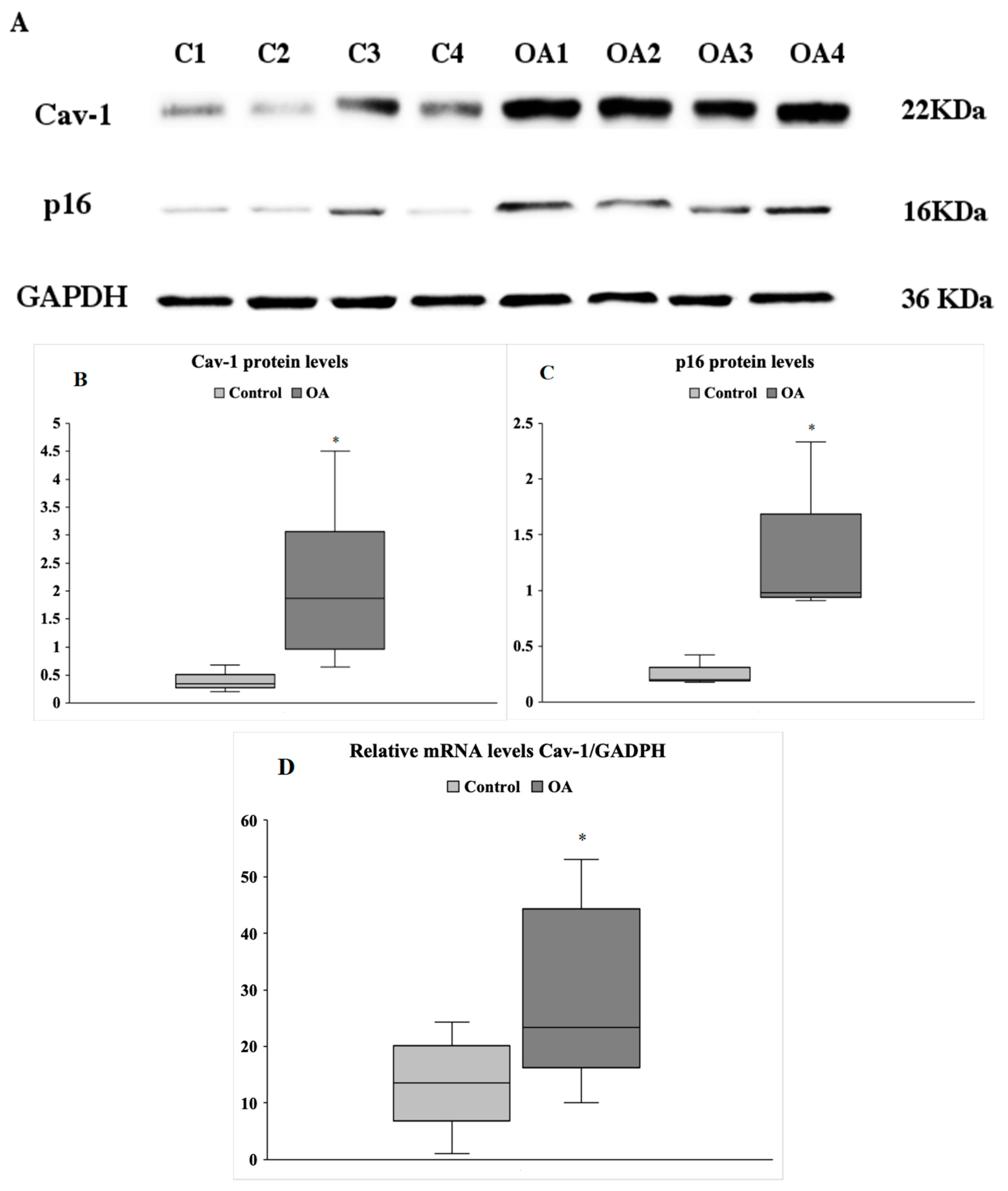 Antioxidants 09 00766 g001