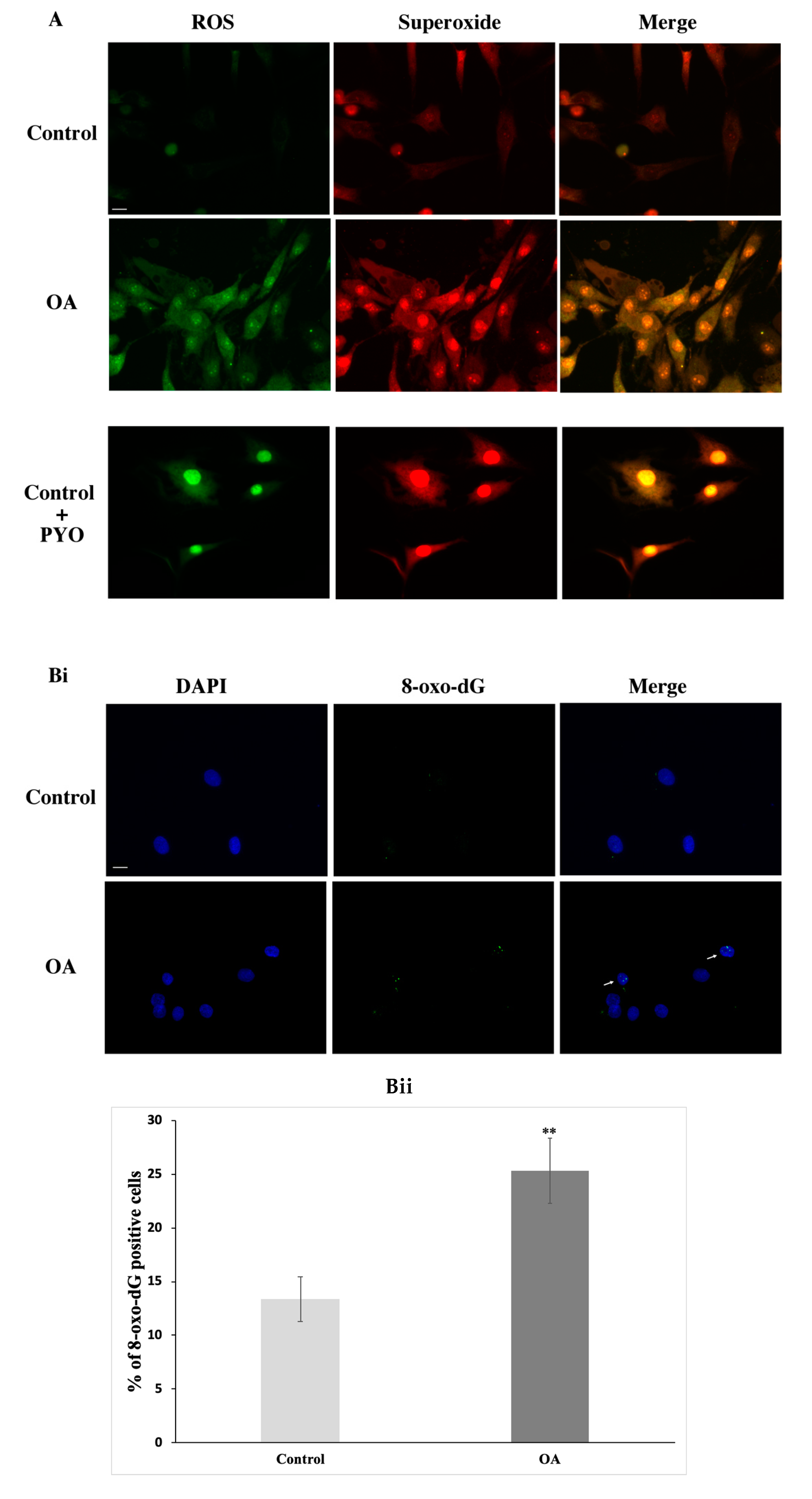 Antioxidants 09 00766 g004a