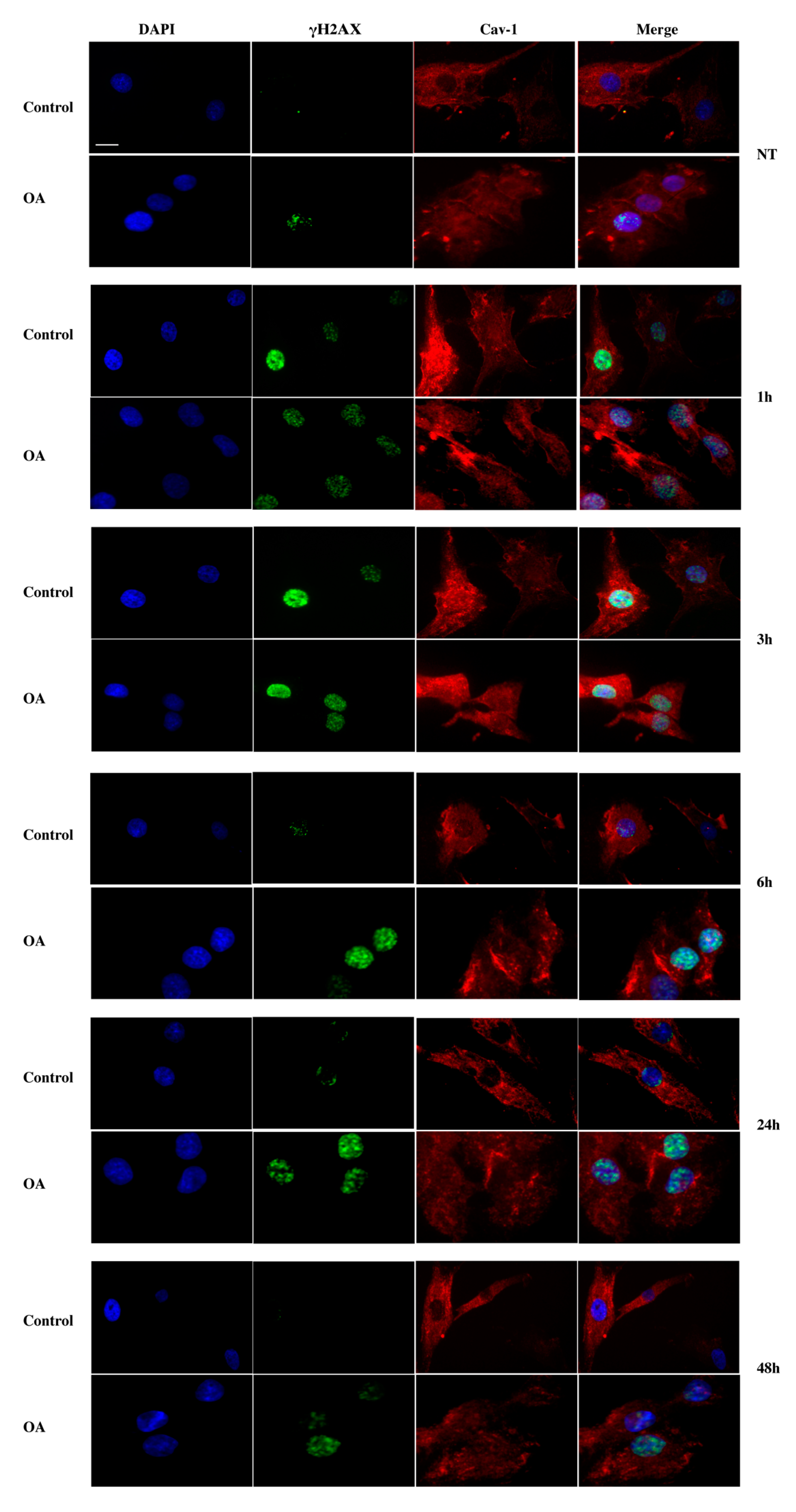 Antioxidants 09 00766 g005