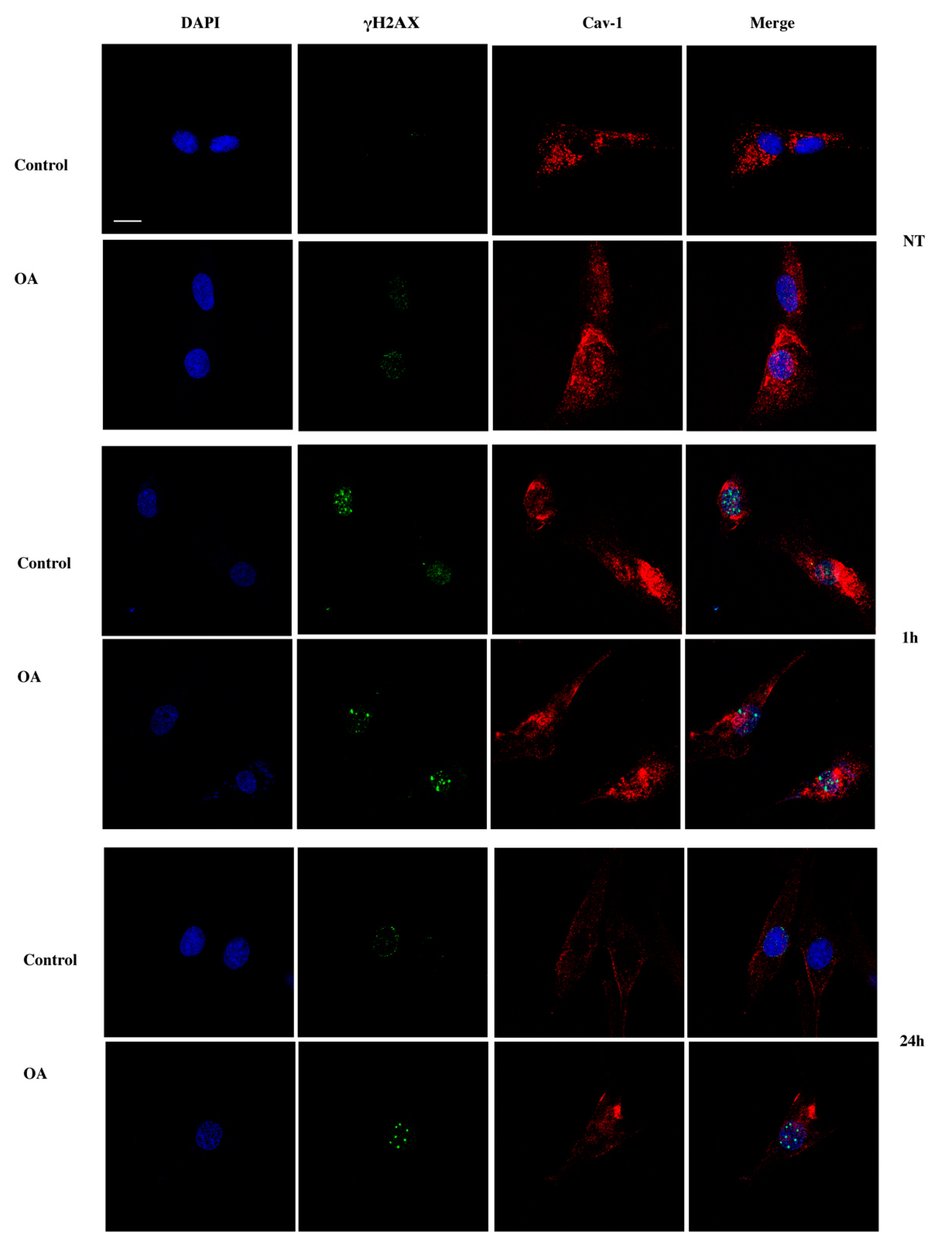 Antioxidants 09 00766 g006