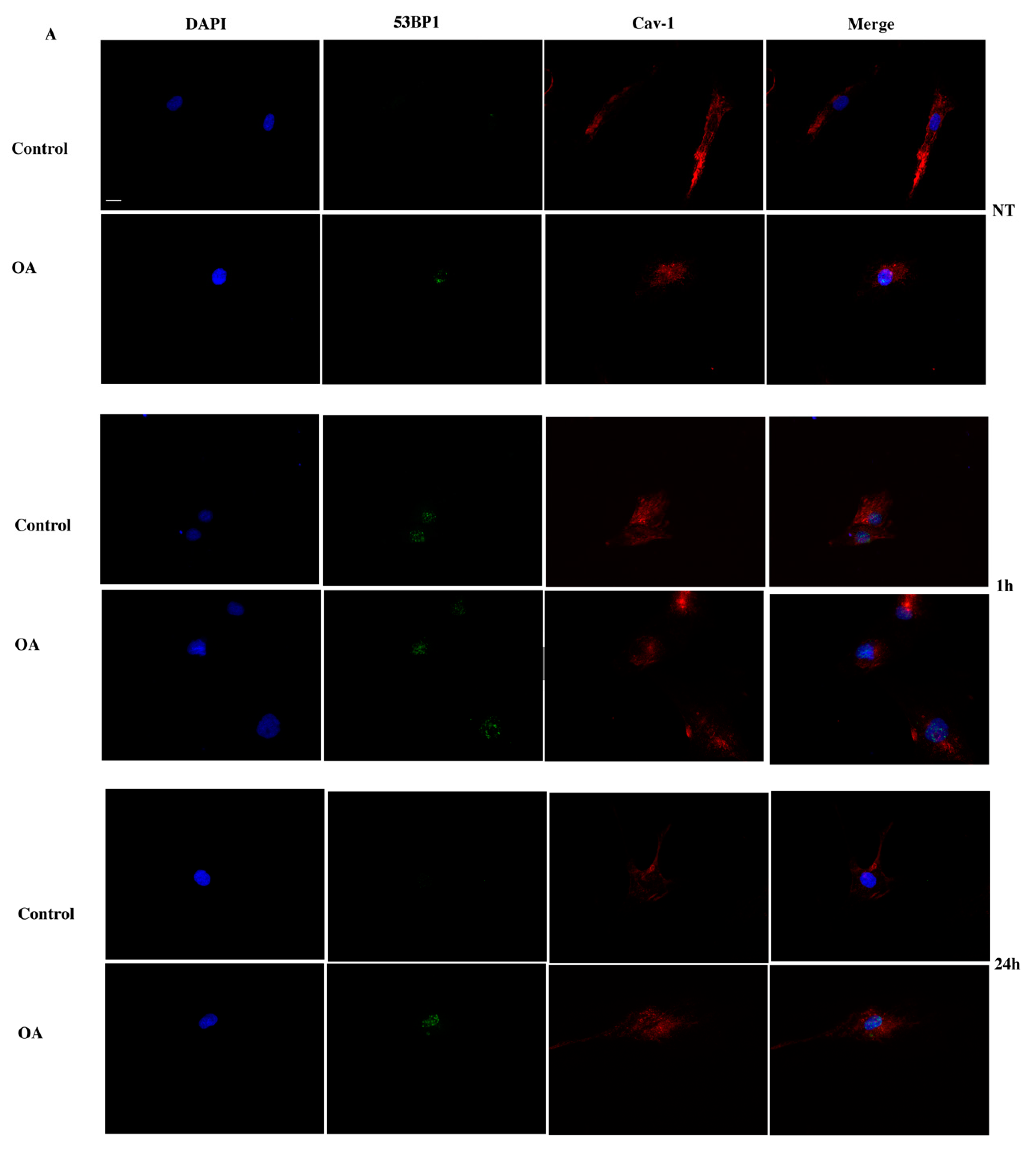 Antioxidants 09 00766 g007a