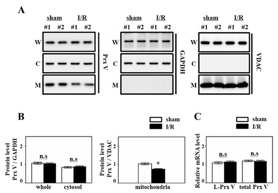 Antioxidants Free Full Text Ablation Of Peroxiredoxin V Exacerbates Ischemia Reperfusion Induced Kidney Injury In Mice Html