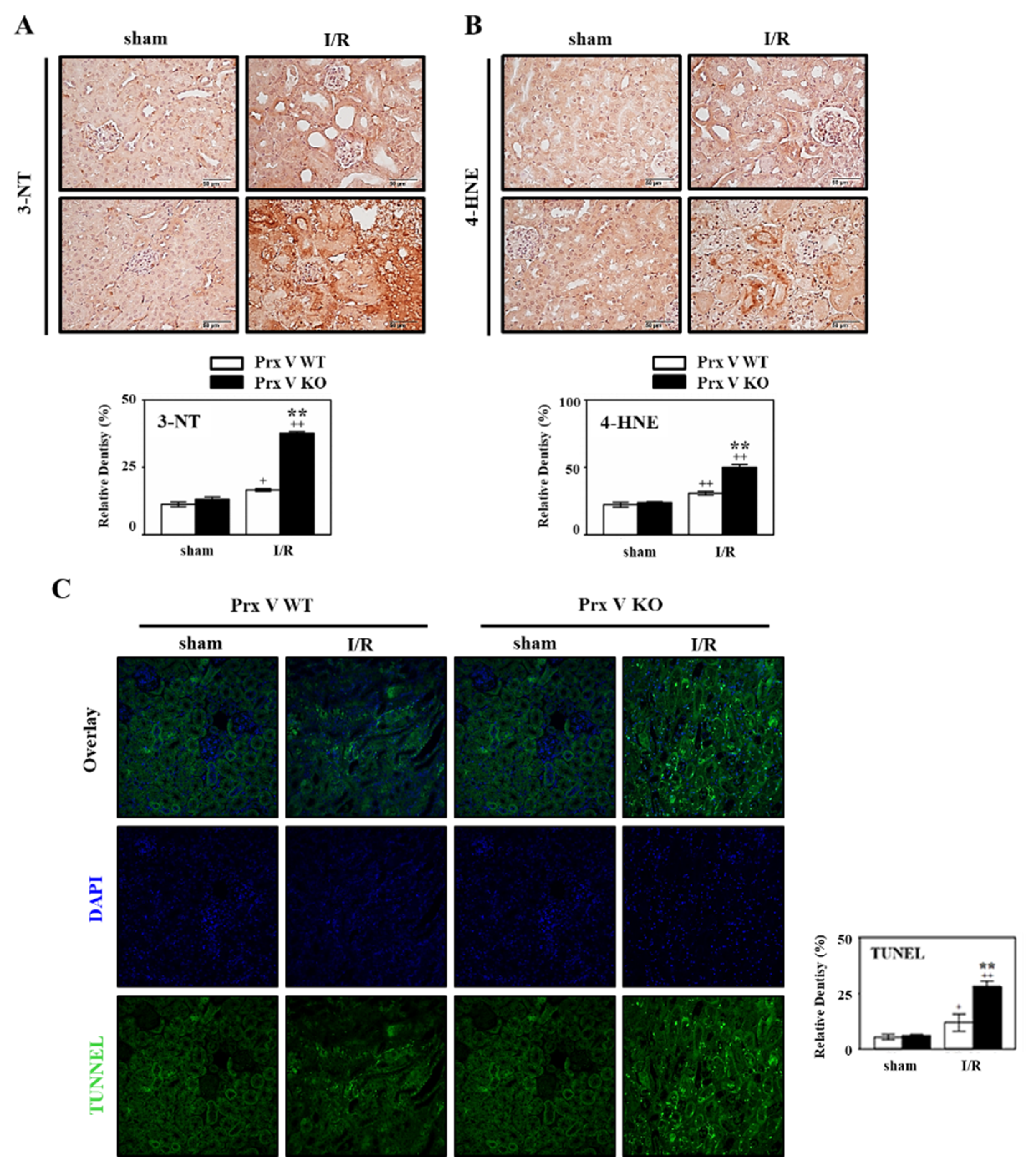 Antioxidants Free Full Text Ablation Of Peroxiredoxin V Exacerbates Ischemia Reperfusion Induced Kidney Injury In Mice Html