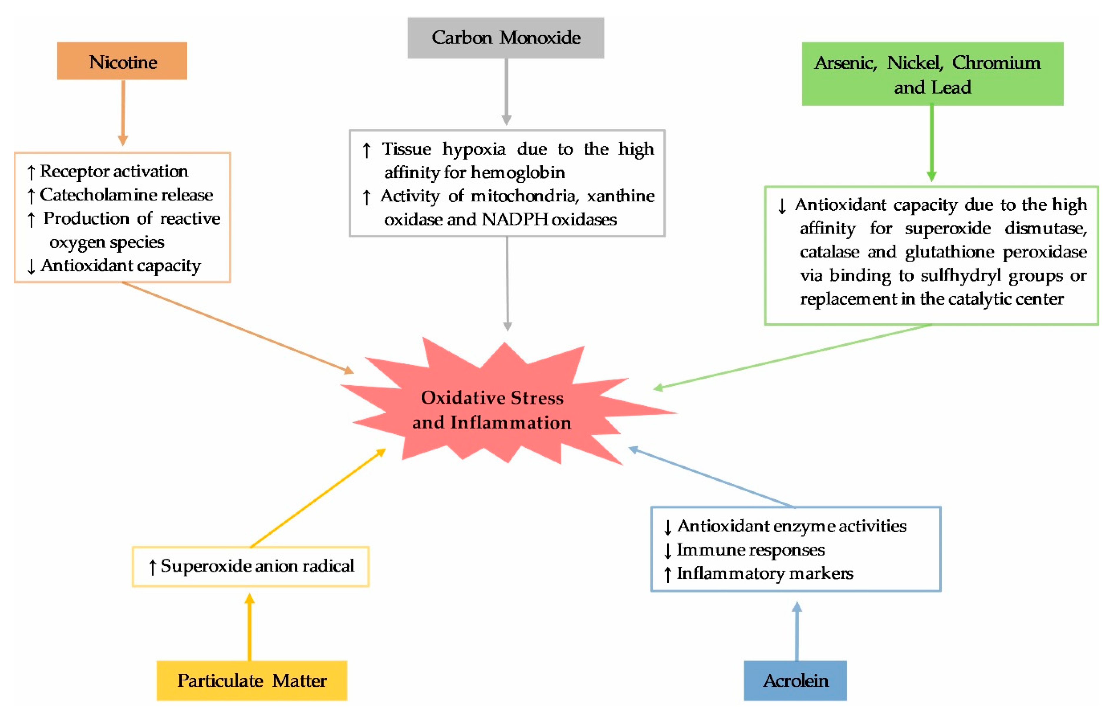 Antioxidants Free FullText Oxidative Stress and Inflammation