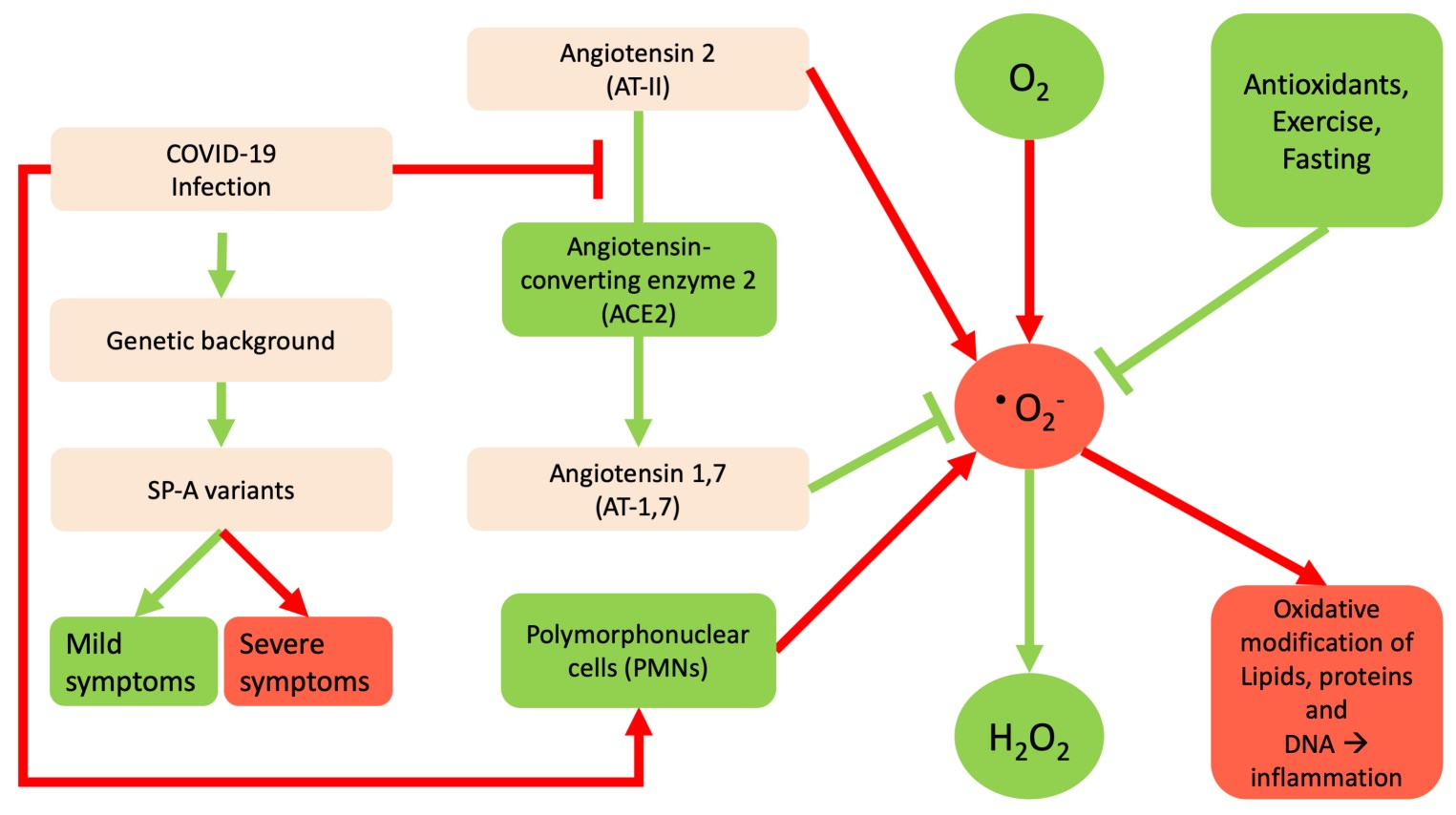 Antioxidants Free FullText The Importance of Redox Status in the
