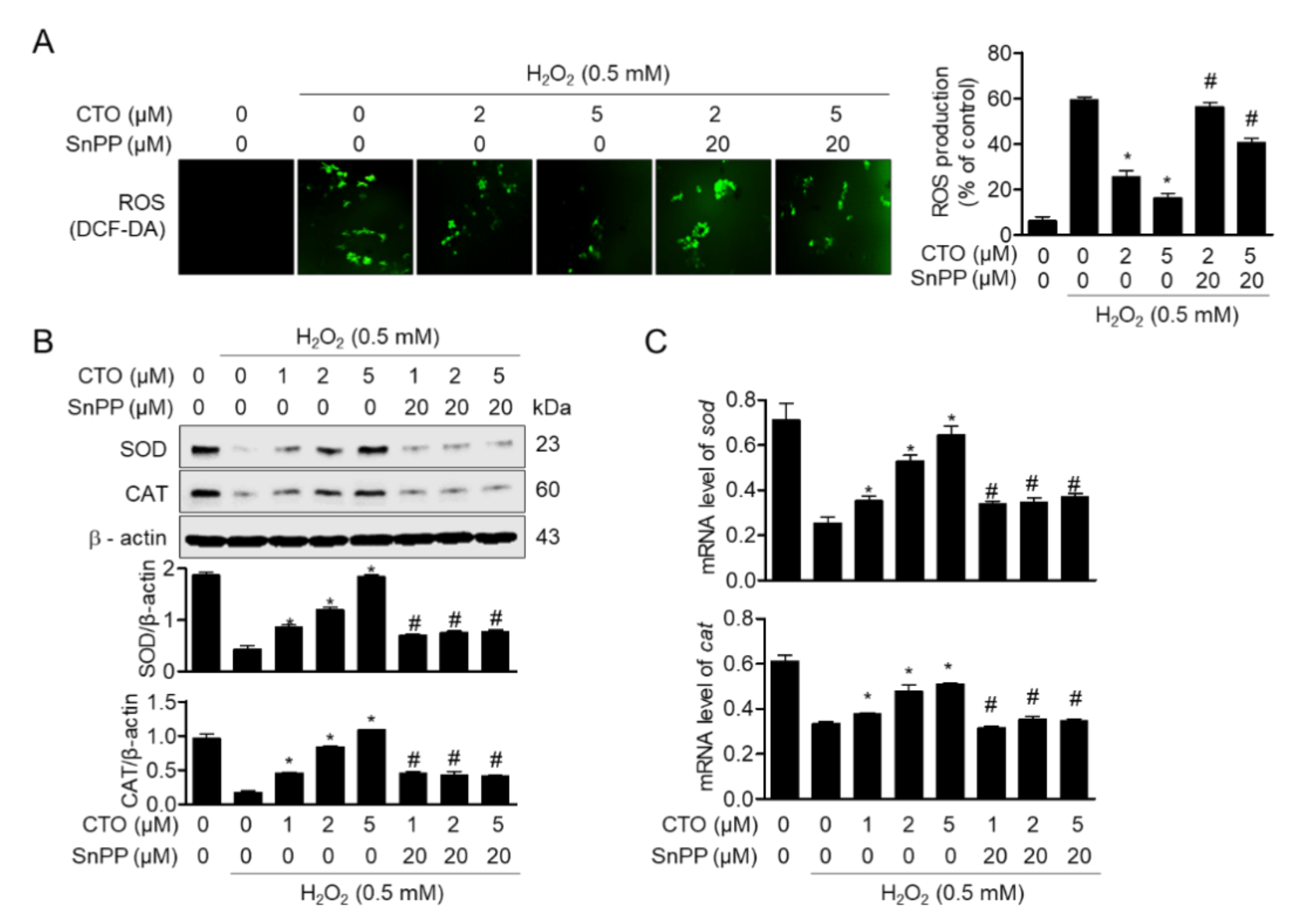 Antioxidants Free Full Text Cudratricusxanthone O Inhibits H2o2 Induced Cell Damage By Activating Nrf2 Ho 1 Pathway In Human Chondrocytes Html