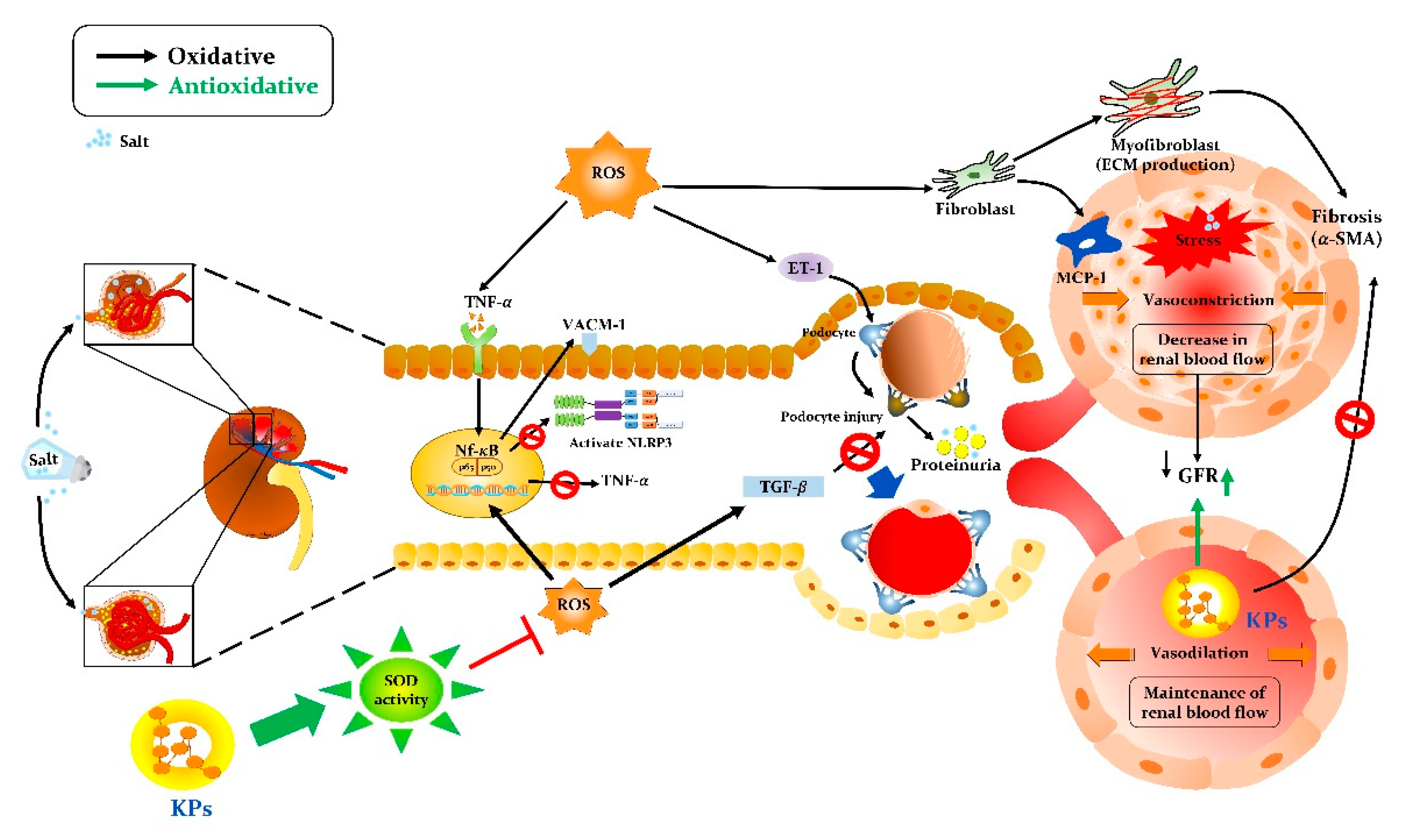 Antioxidants 09 00790 g008