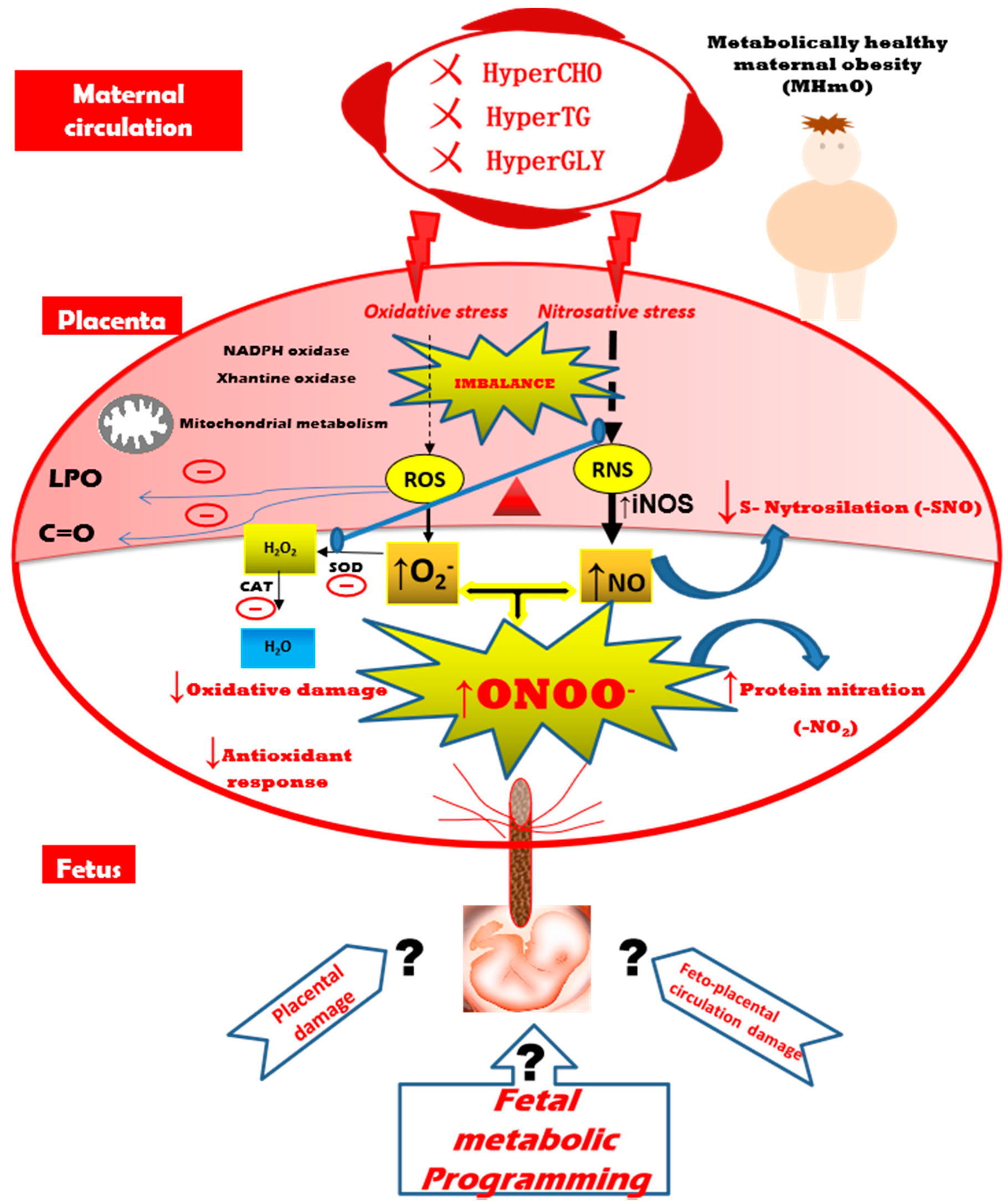 Antioxidants 09 00794 g005