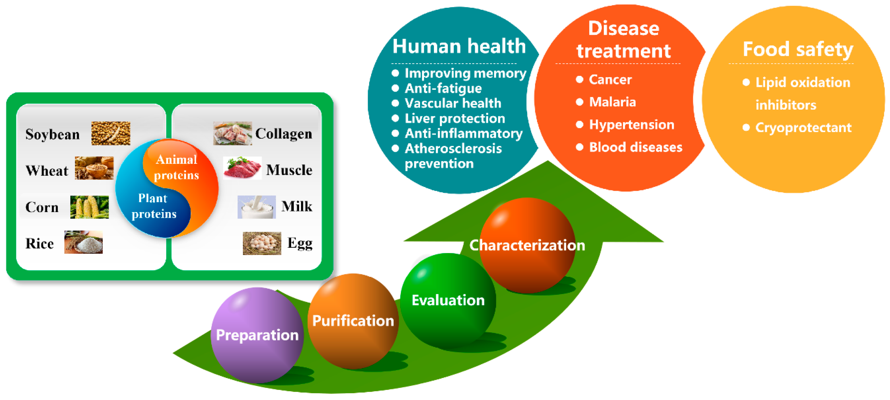 Antioxidants | Free Full-Text | Advances on Peptidic Antioxidants—A Review | HTML