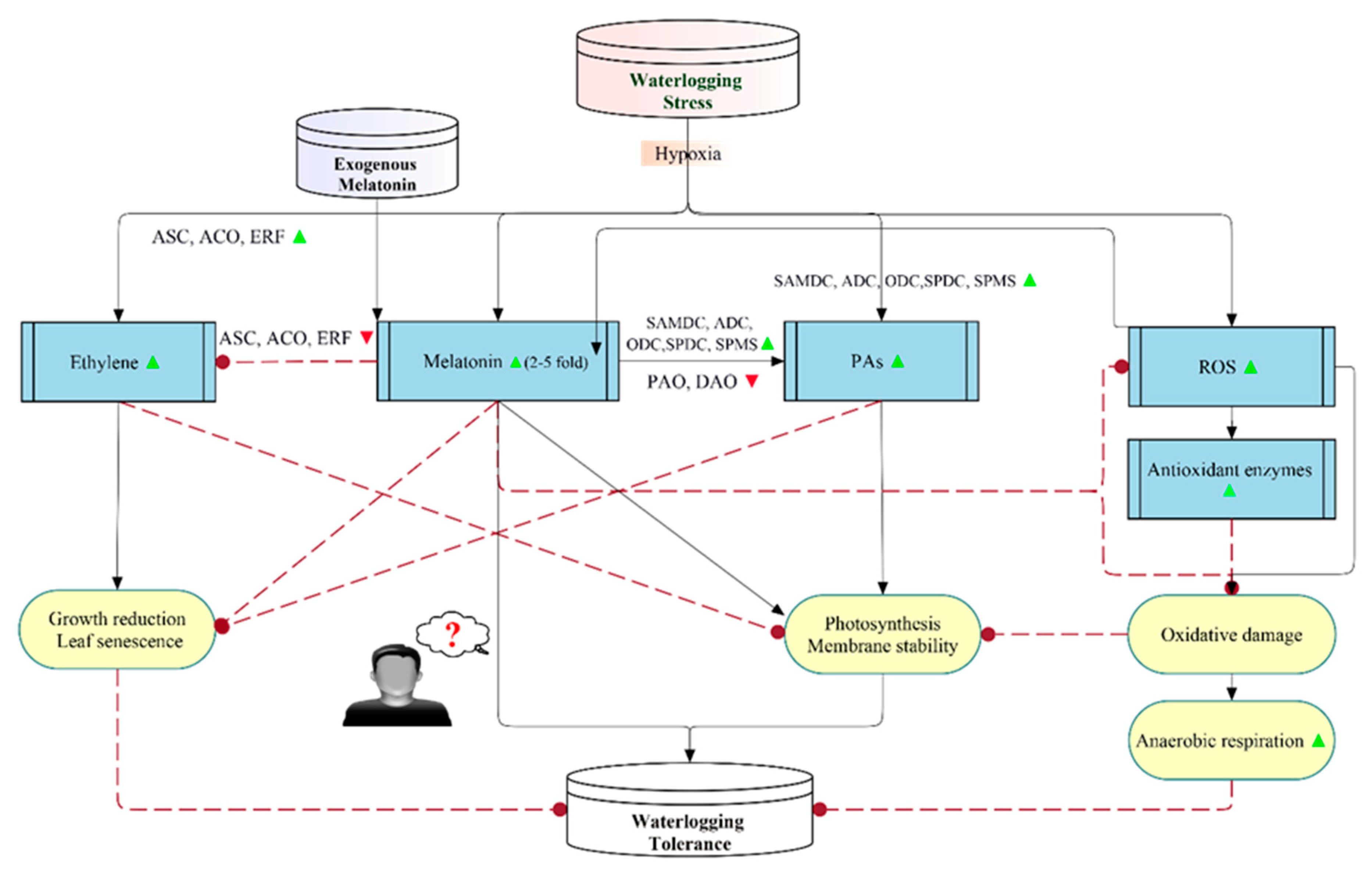 Antioxidants 09 00809 g003 Antioxidants 09 00809 g003