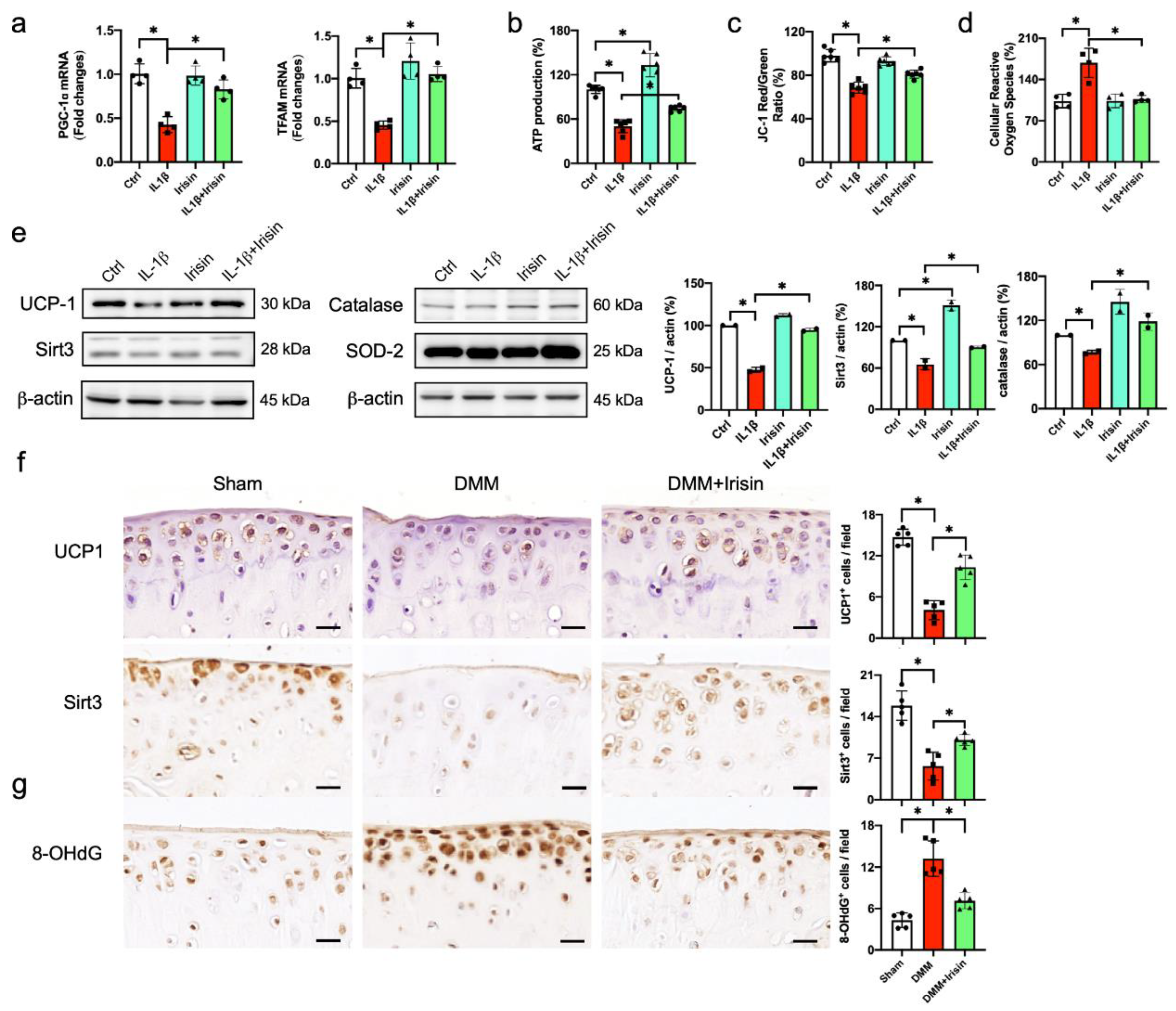 Antioxidants 09 00810 g007 Antioxidants 09 00810 g007