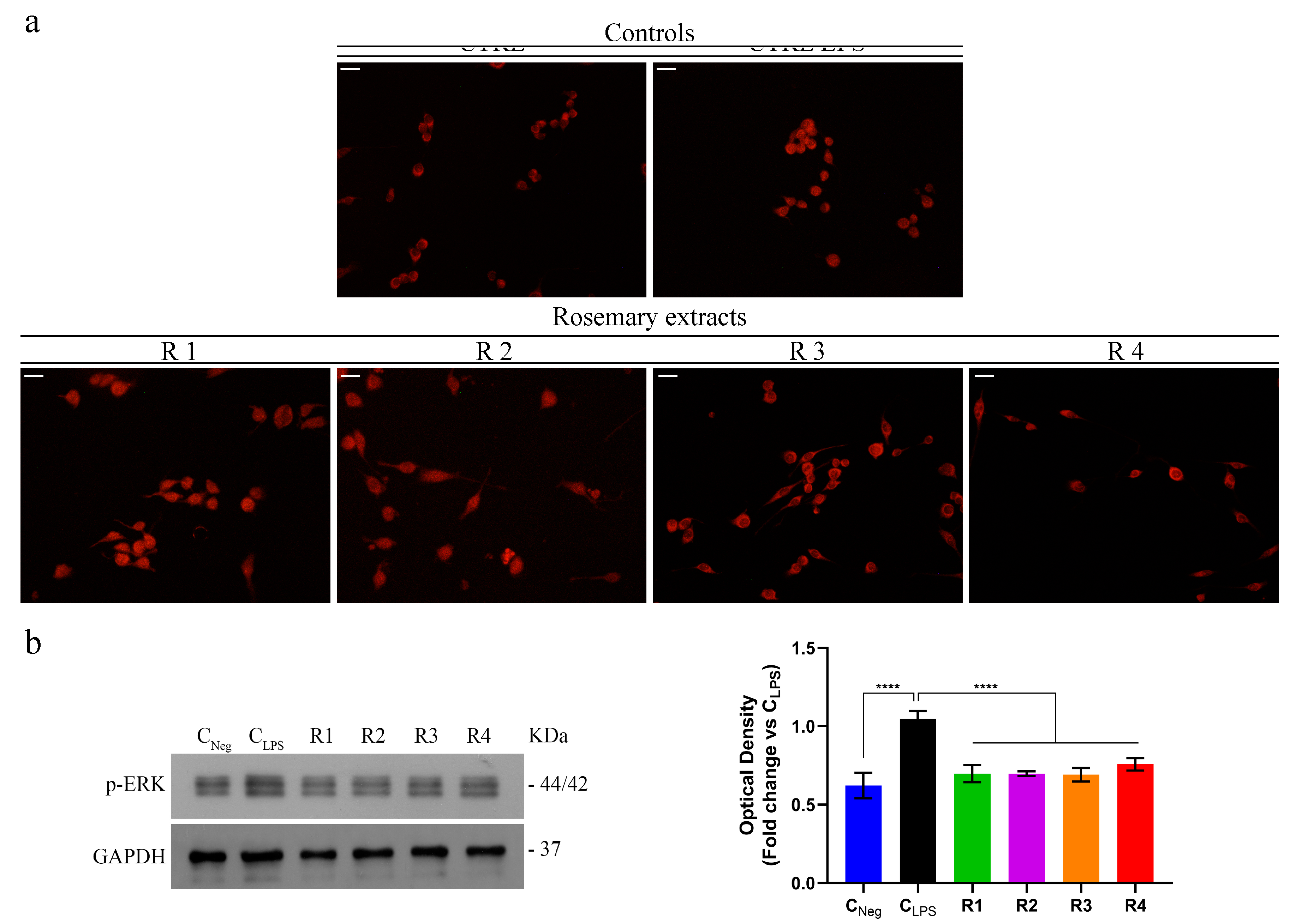 Antioxidants 09 00826 g002 Antioxidants 09 00826 g002