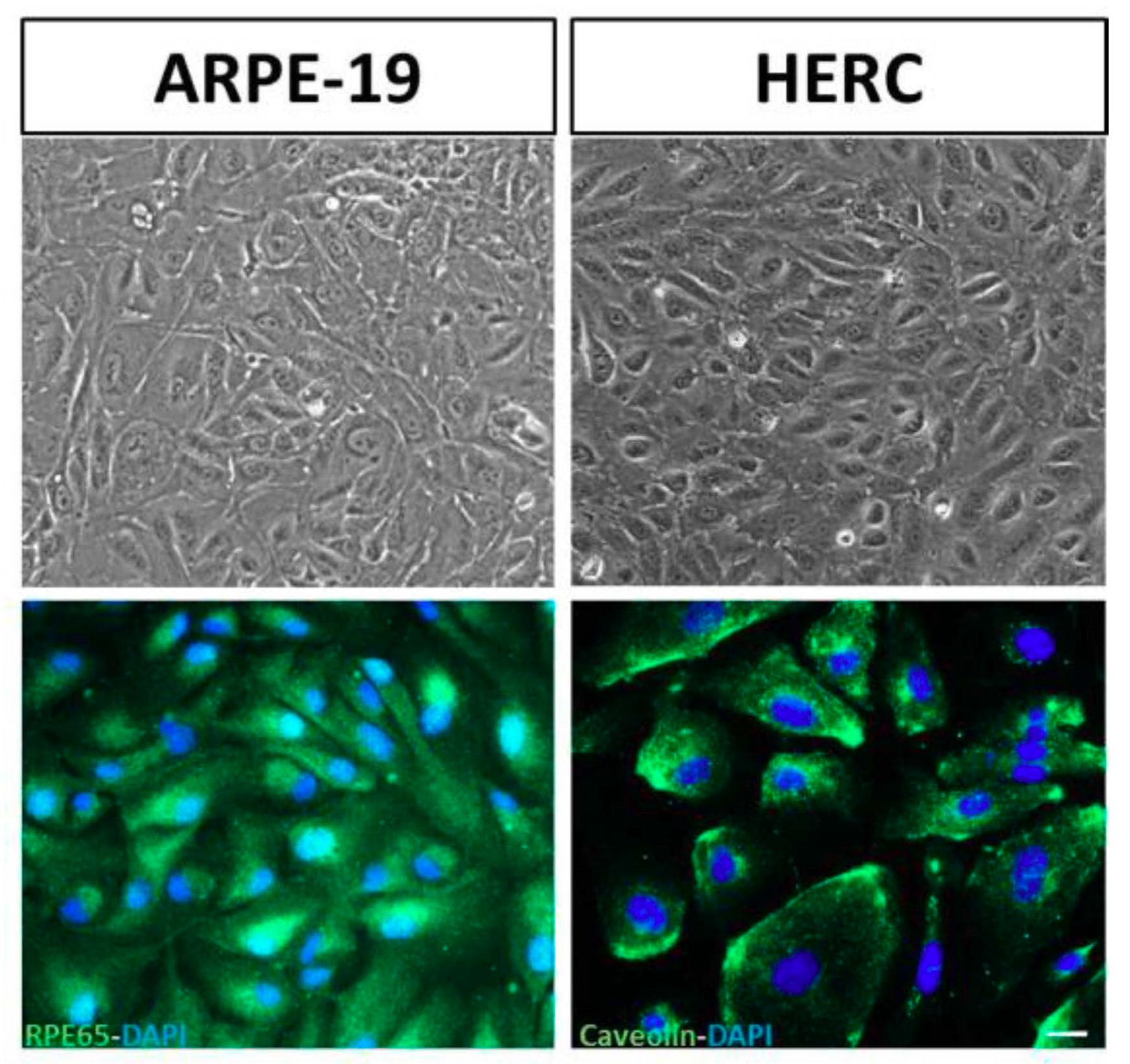 Antioxidants 09 00838 g002