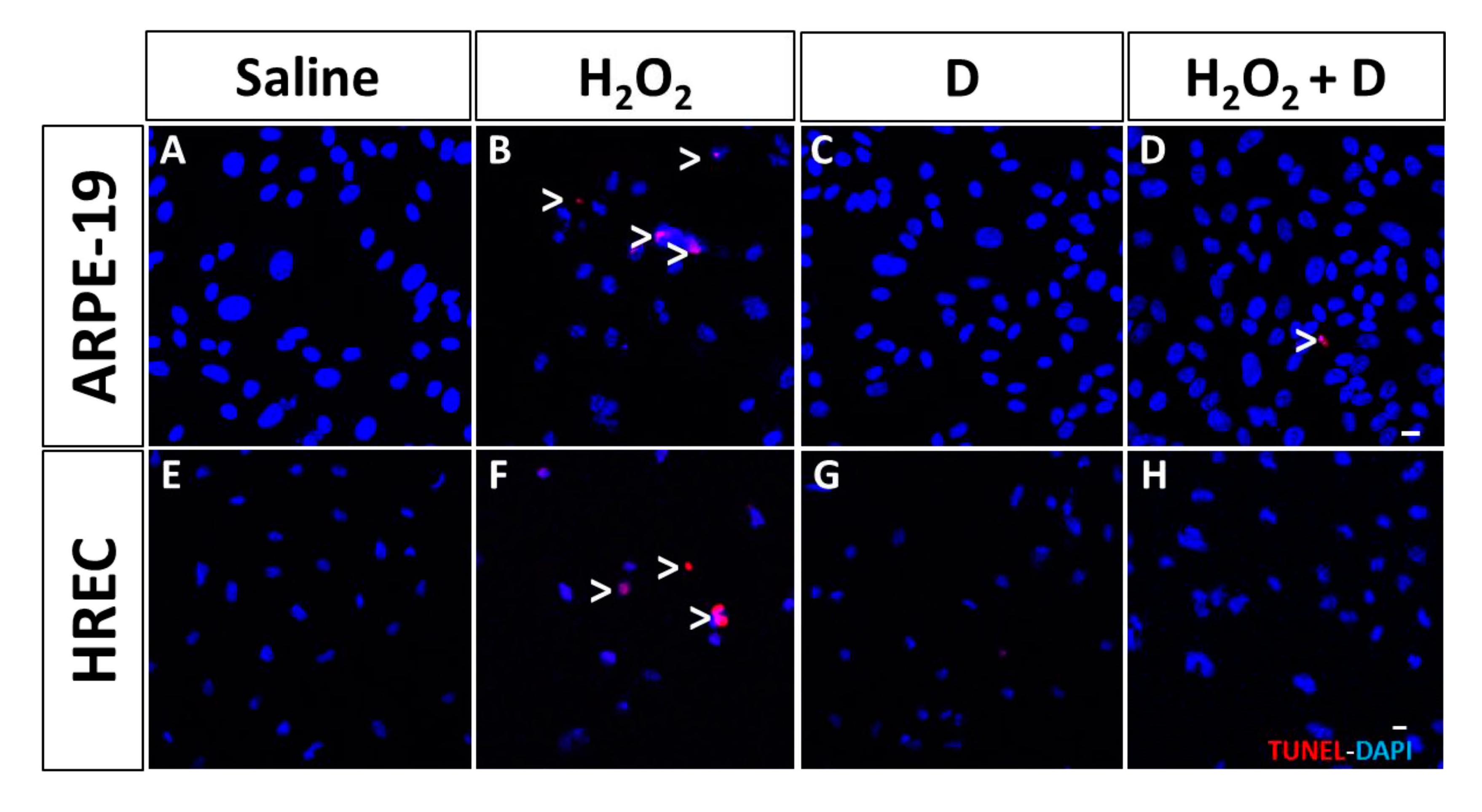 Antioxidants 09 00838 g005