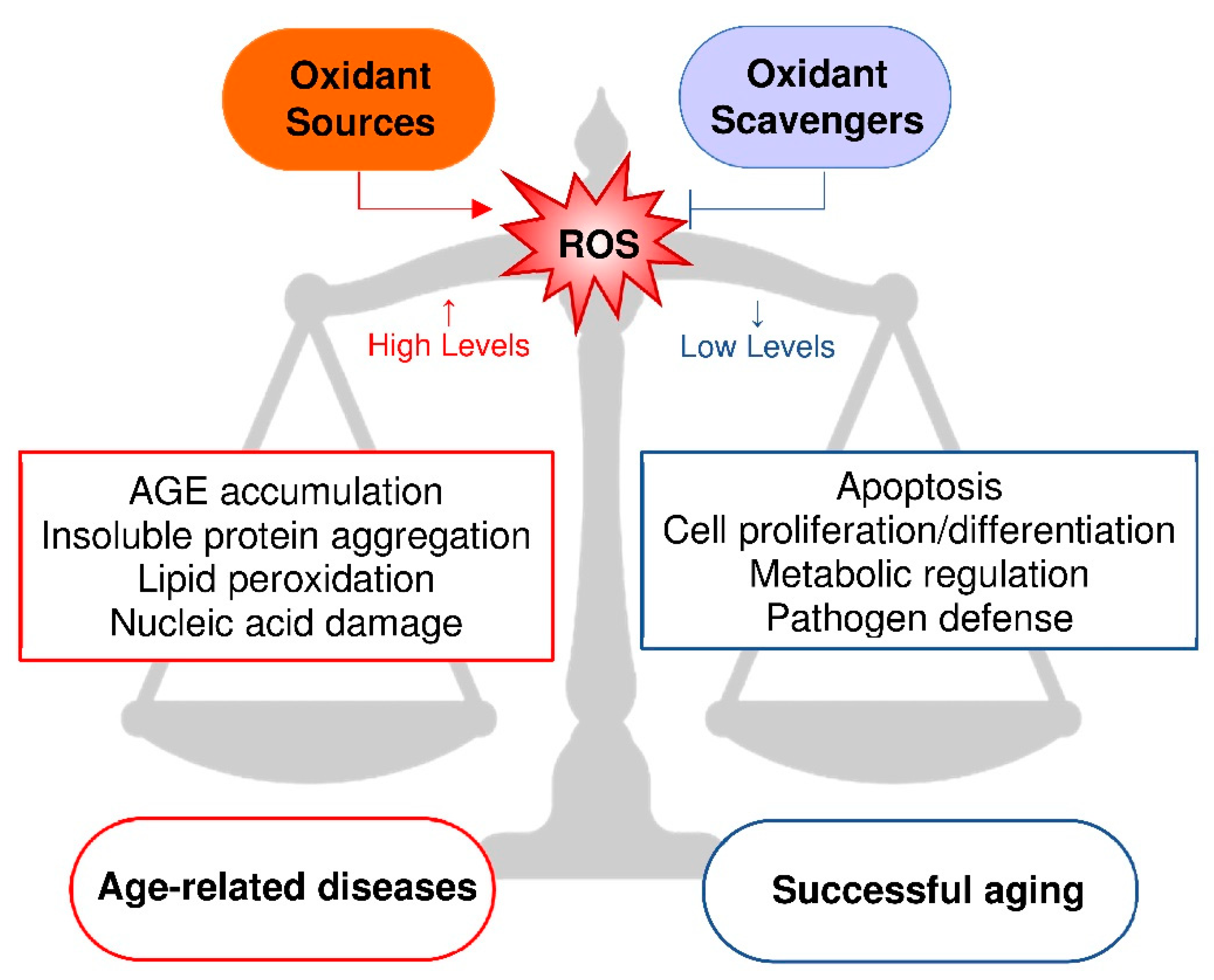 Antioxidants 09 00839 g001