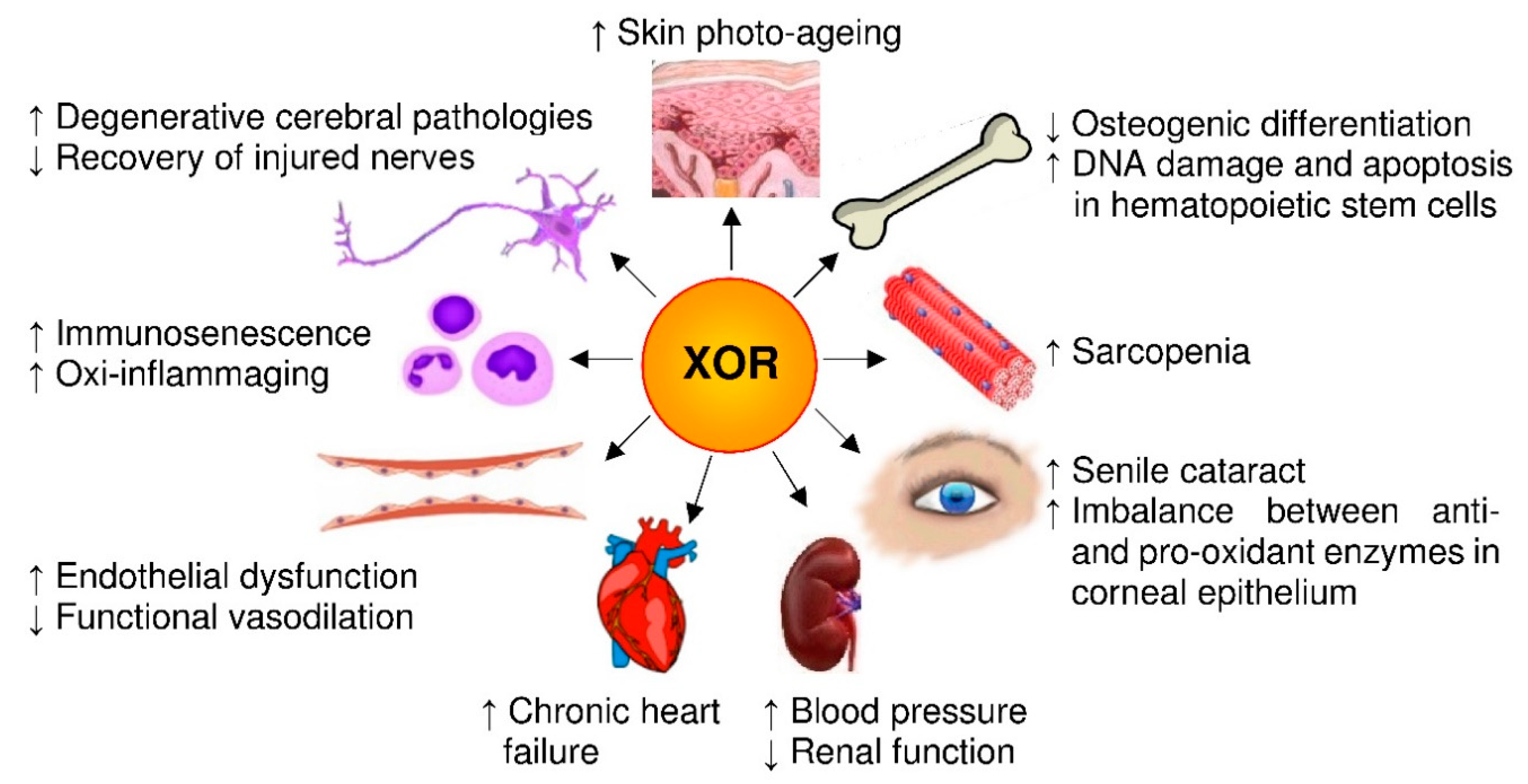 Antioxidants 09 00839 g004