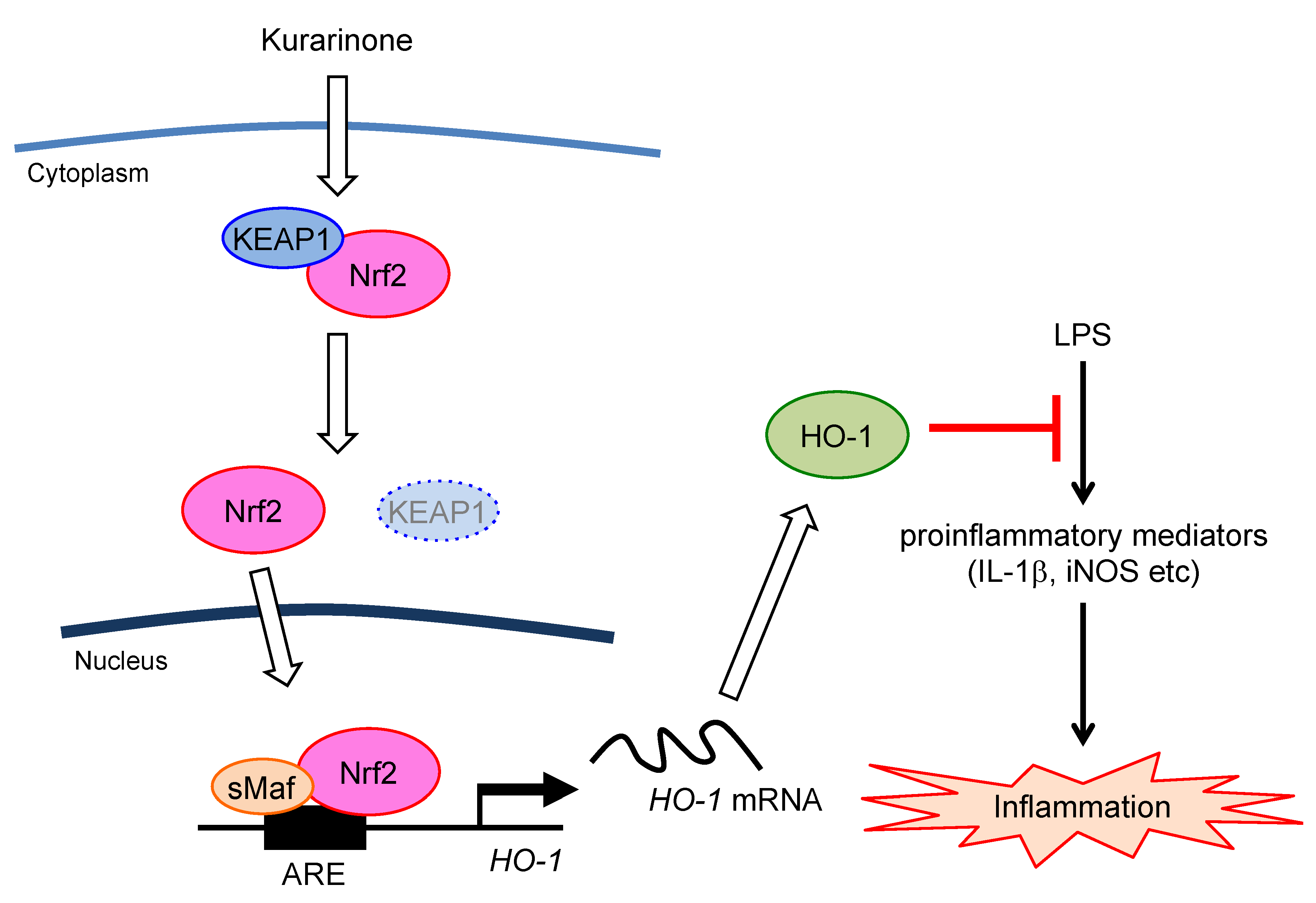 Antioxidants Free FullText AntiInflammatory Activity of