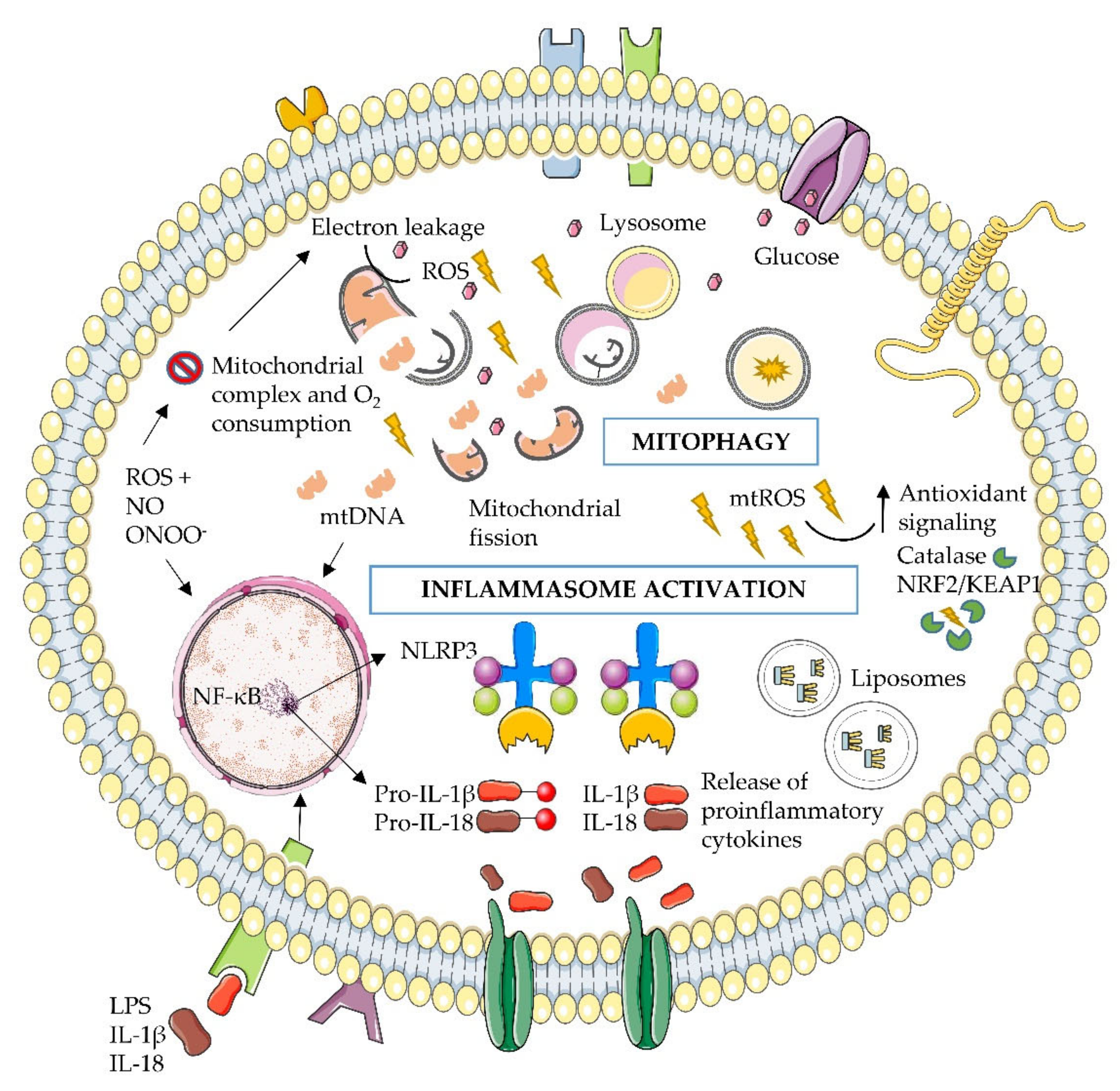Antioxidants 09 00848 g001