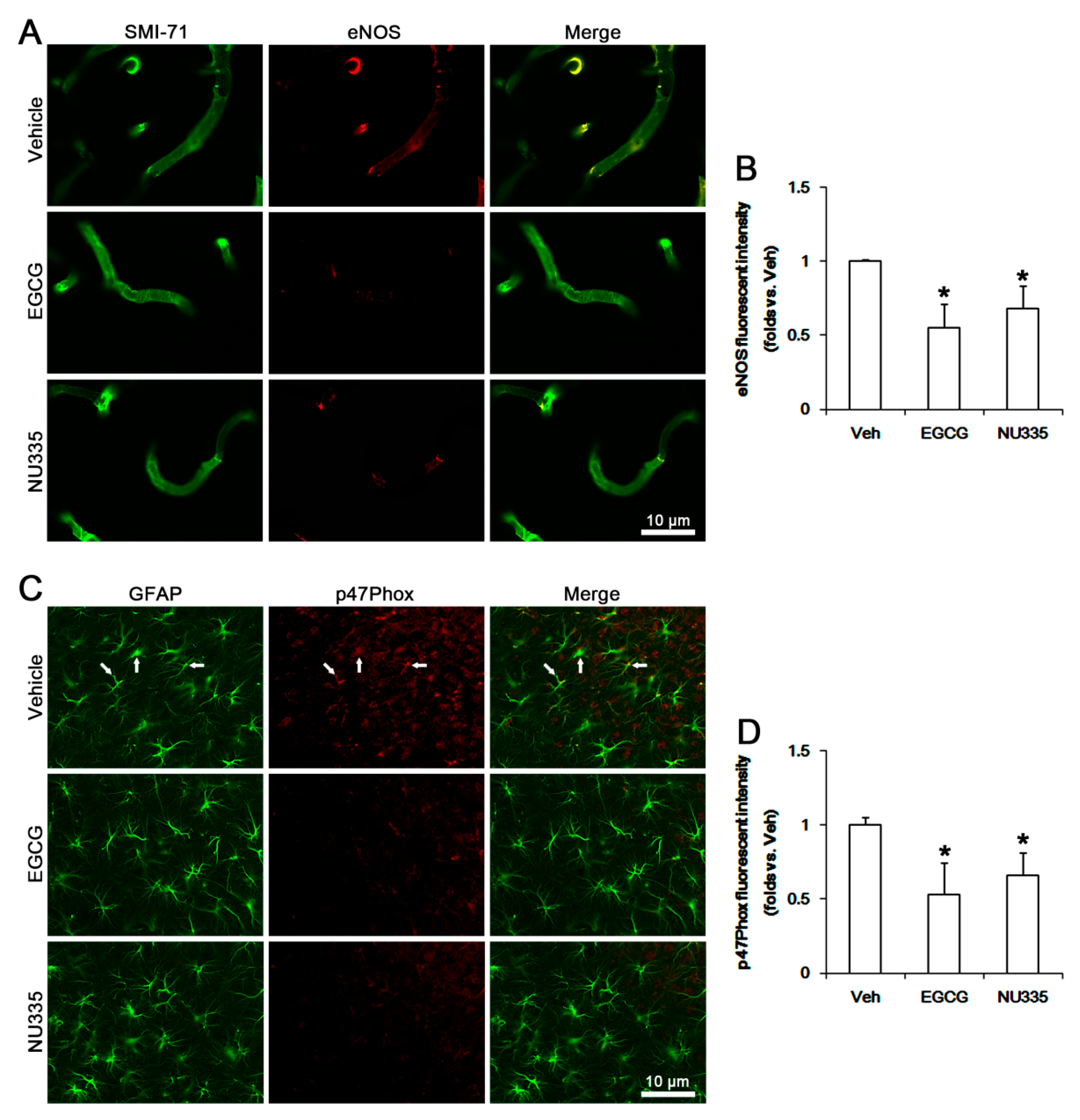 Antioxidants 09 00854 g009 Antioxidants 09 00854 g009