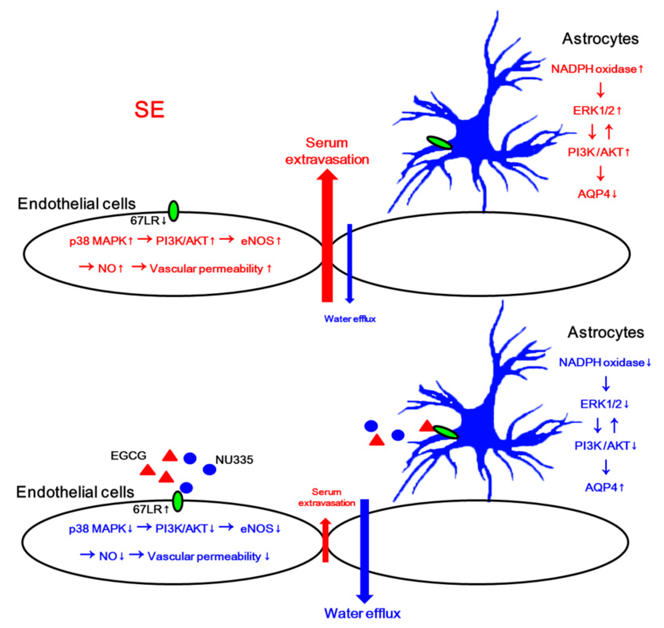 Antioxidants 09 00854 g010 Antioxidants 09 00854 g010