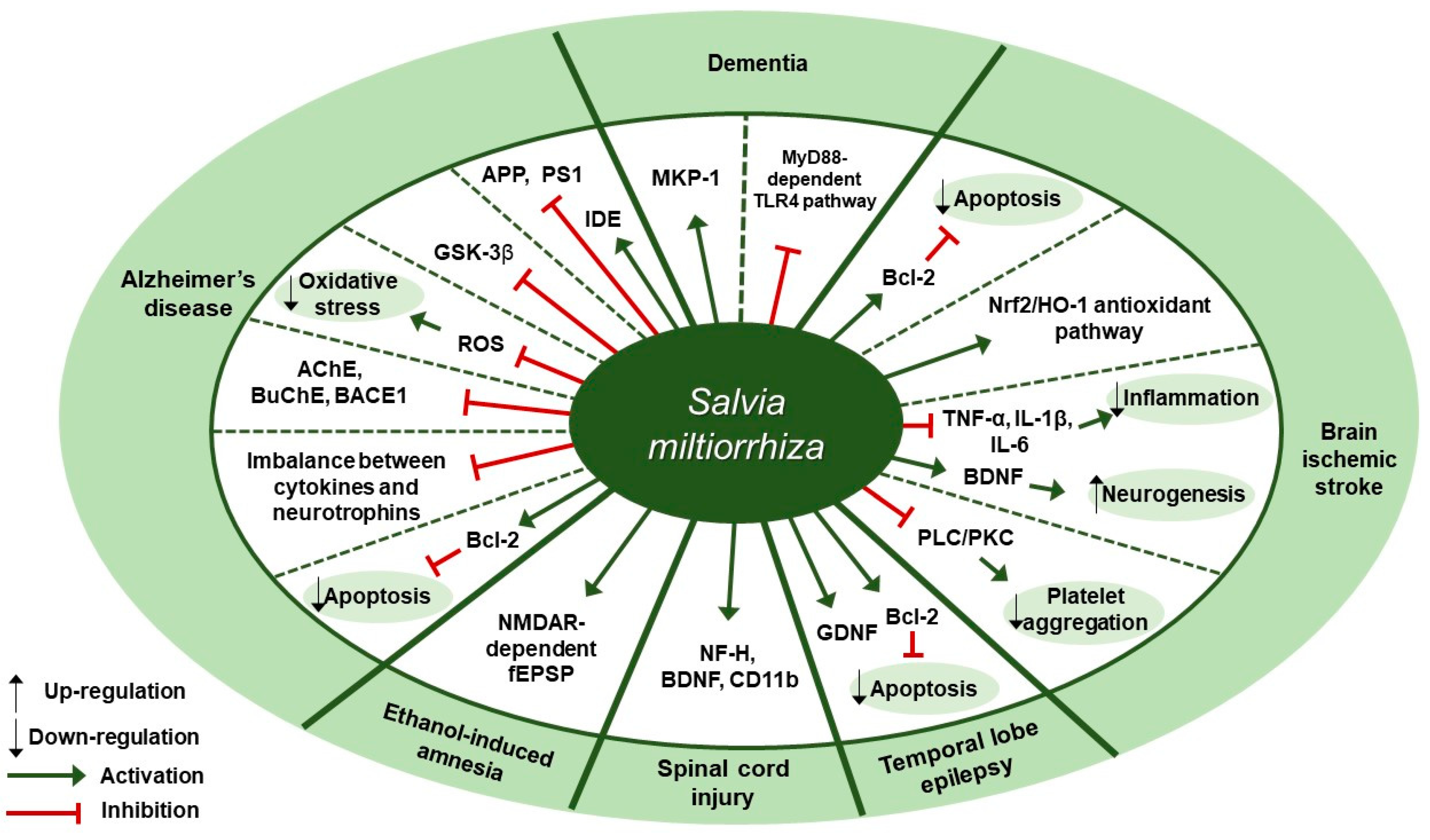 Antioxidants Free Full Text Overview Of Salvia Miltiorrhiza As A Potential Therapeutic Agent For Various Diseases An Update On Efficacy And Mechanisms Of Action Html