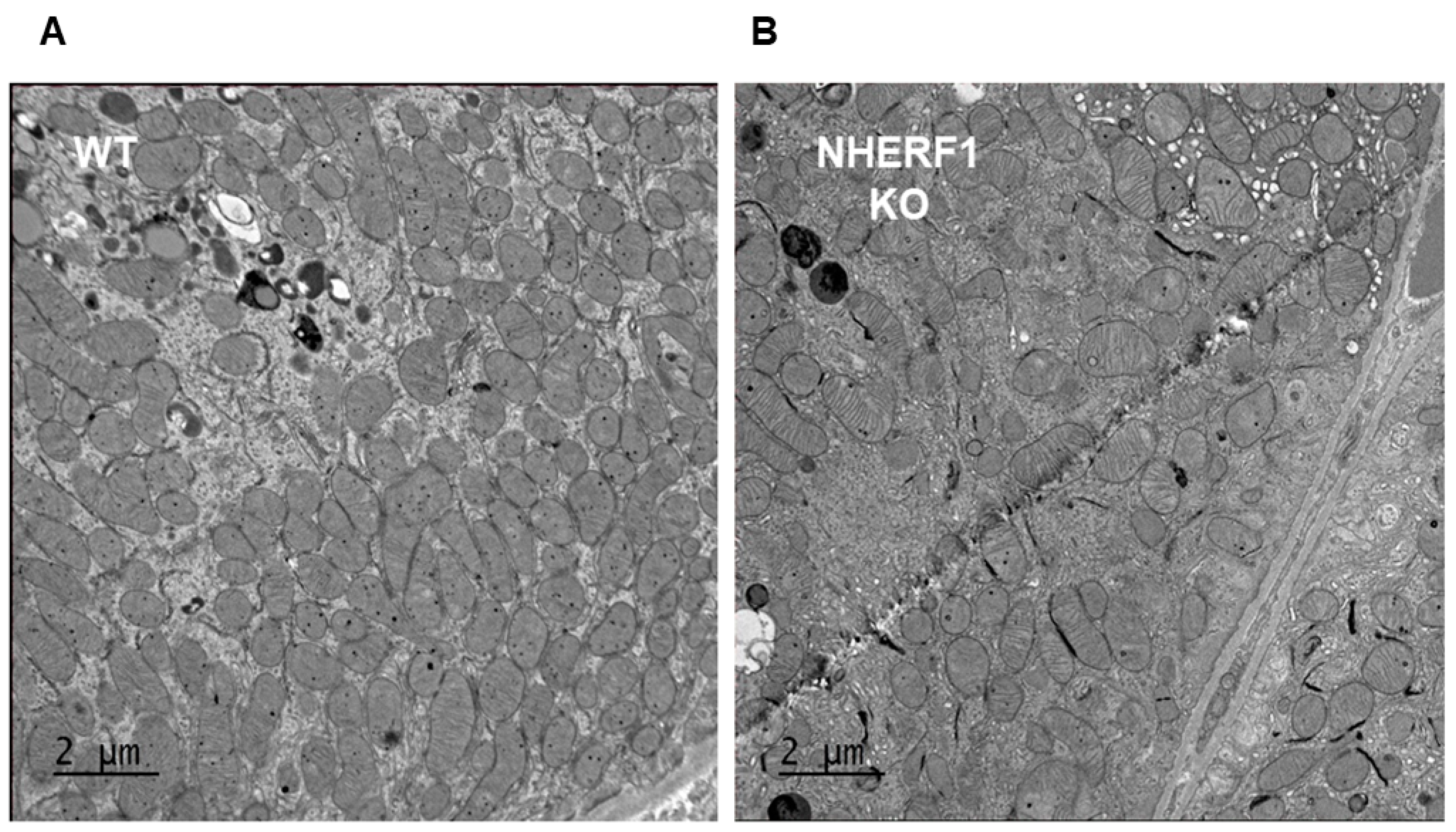 Antioxidants 09 00862 g005 Antioxidants 09 00862 g005
