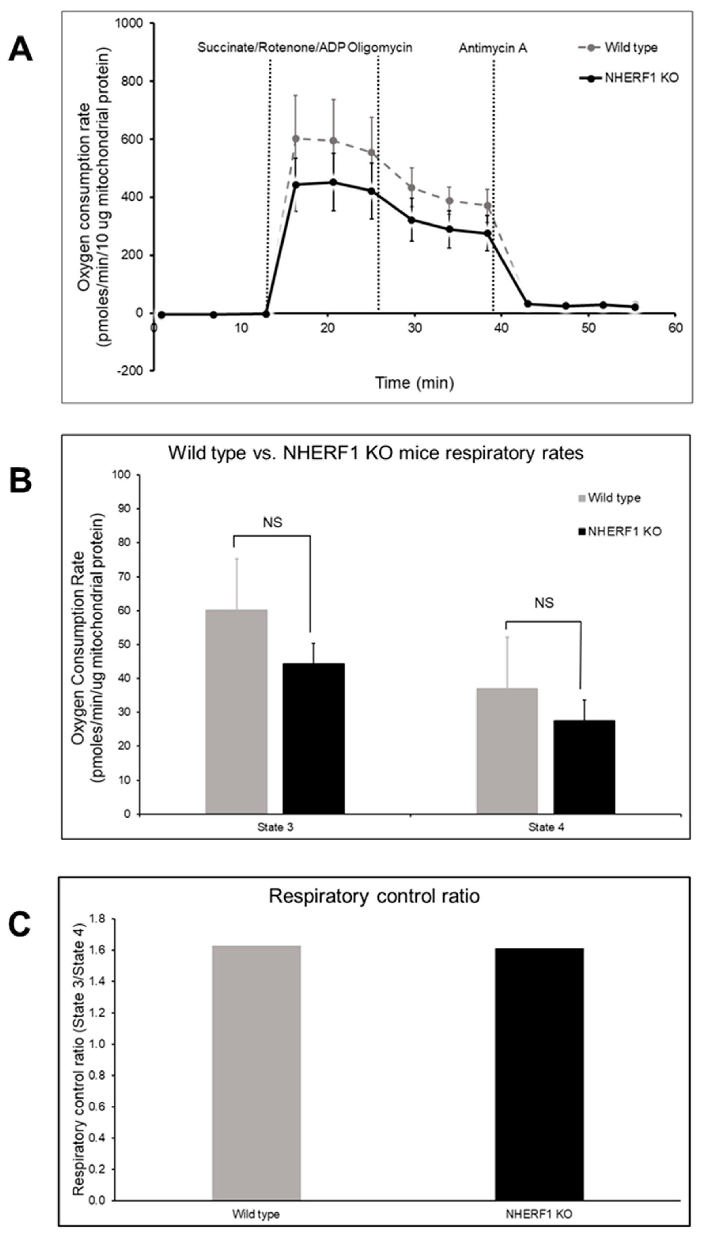 Antioxidants 09 00862 g007 Antioxidants 09 00862 g007
